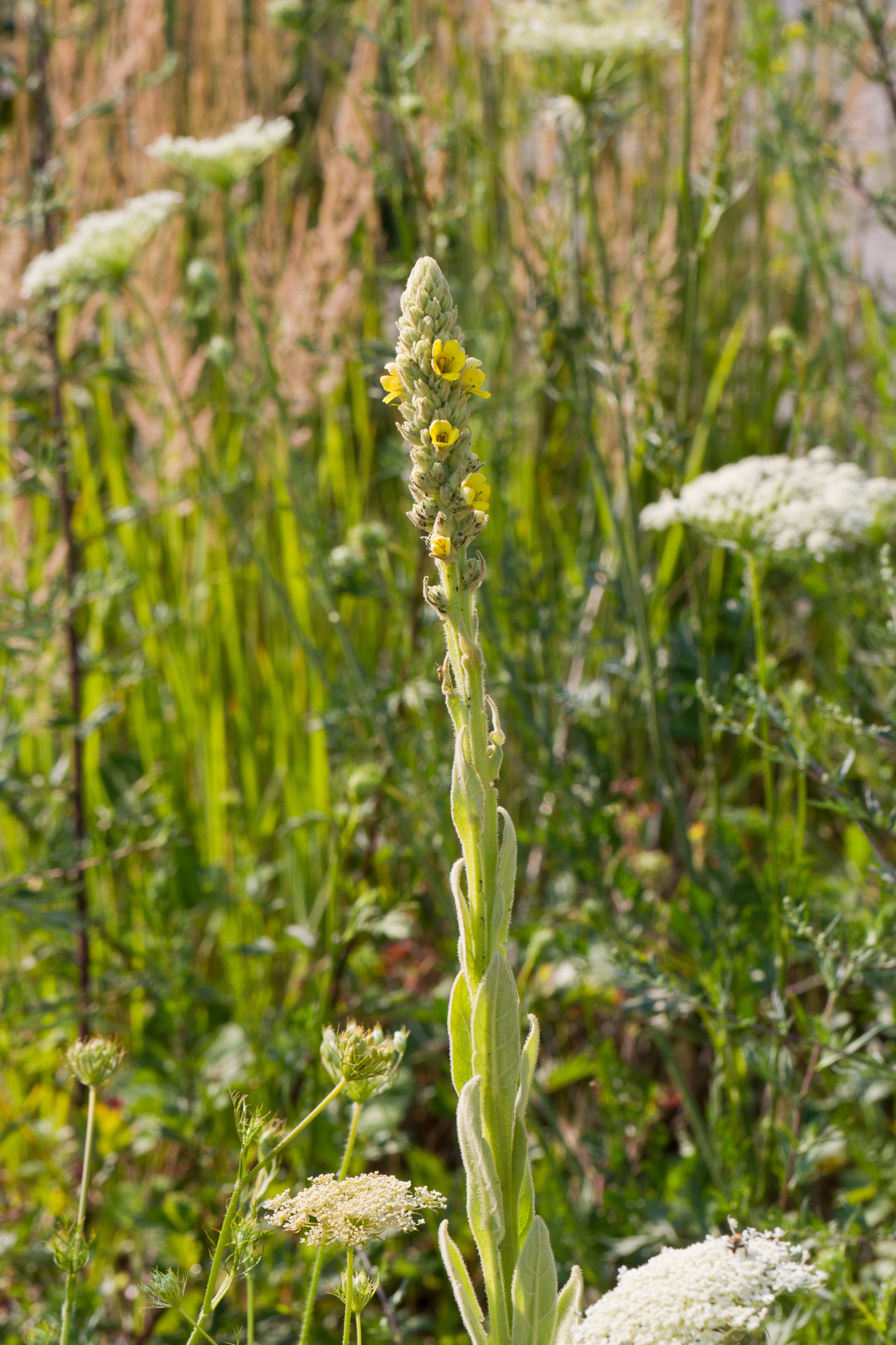 Scrophulariaceae_Verbascum thapsus.jpg