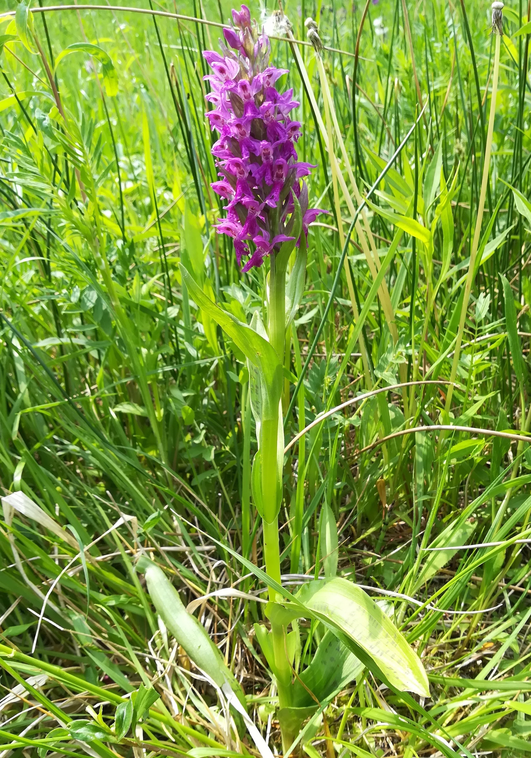 dactylorhiza incarnata wienerherberg_20180504_132737.jpg