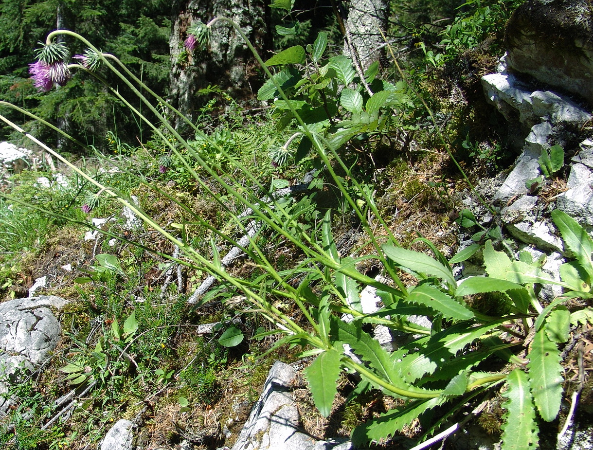 Carduus.defloratus.ssp.viridis.JPG