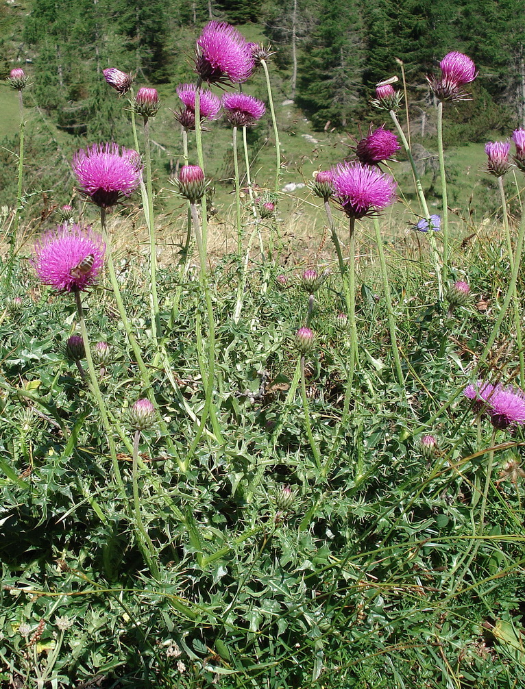 85.Carduus.defloratus.ssp.tridentinus.JPG