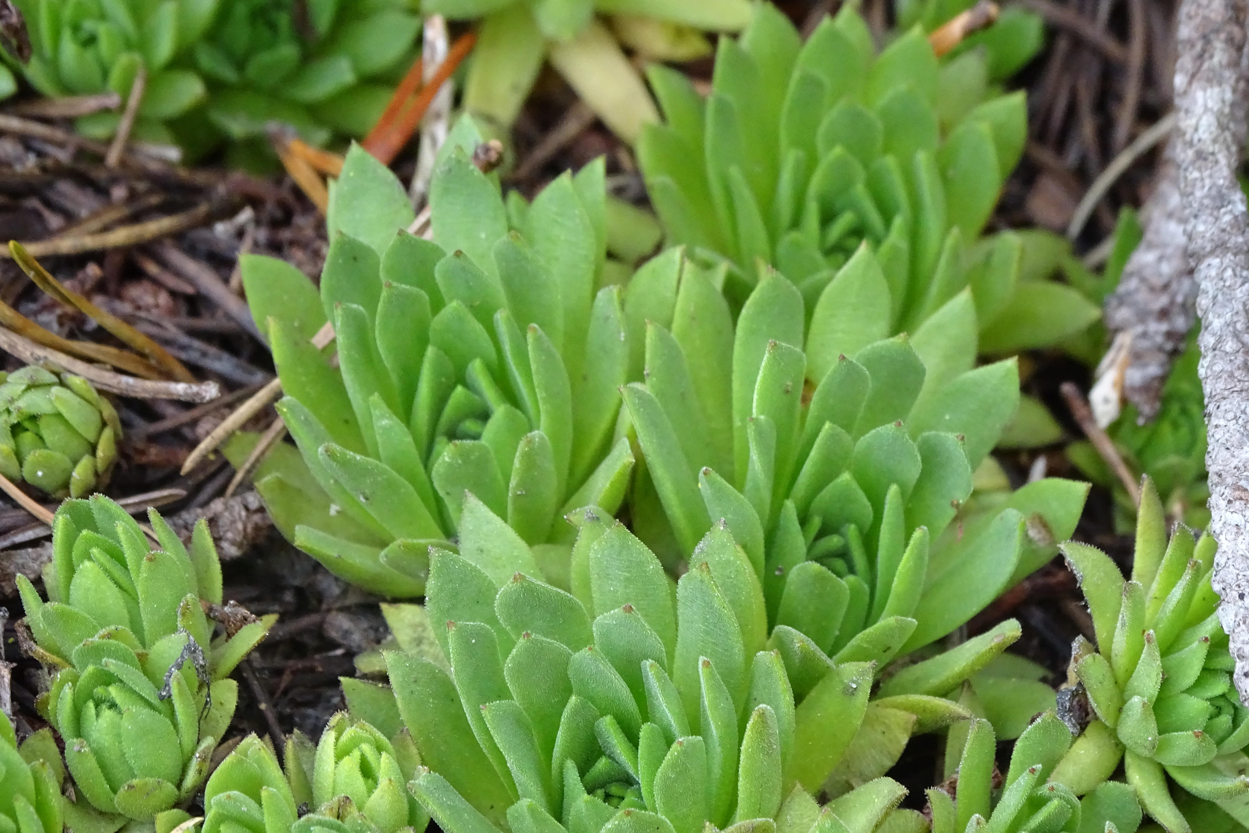 Sempervivum_wildenkarsee3b.JPG