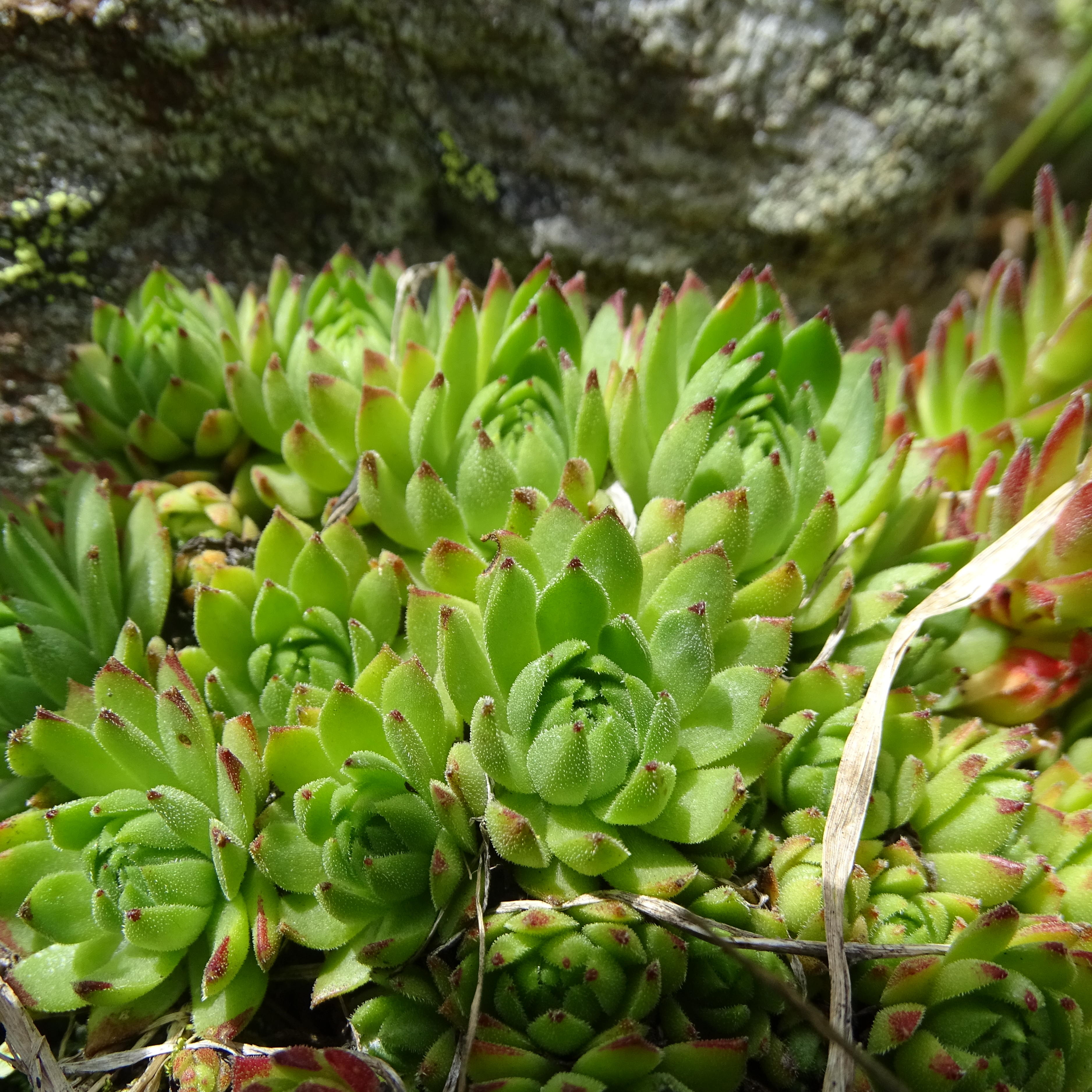 Sempervivum_wildenkarsee2b.JPG