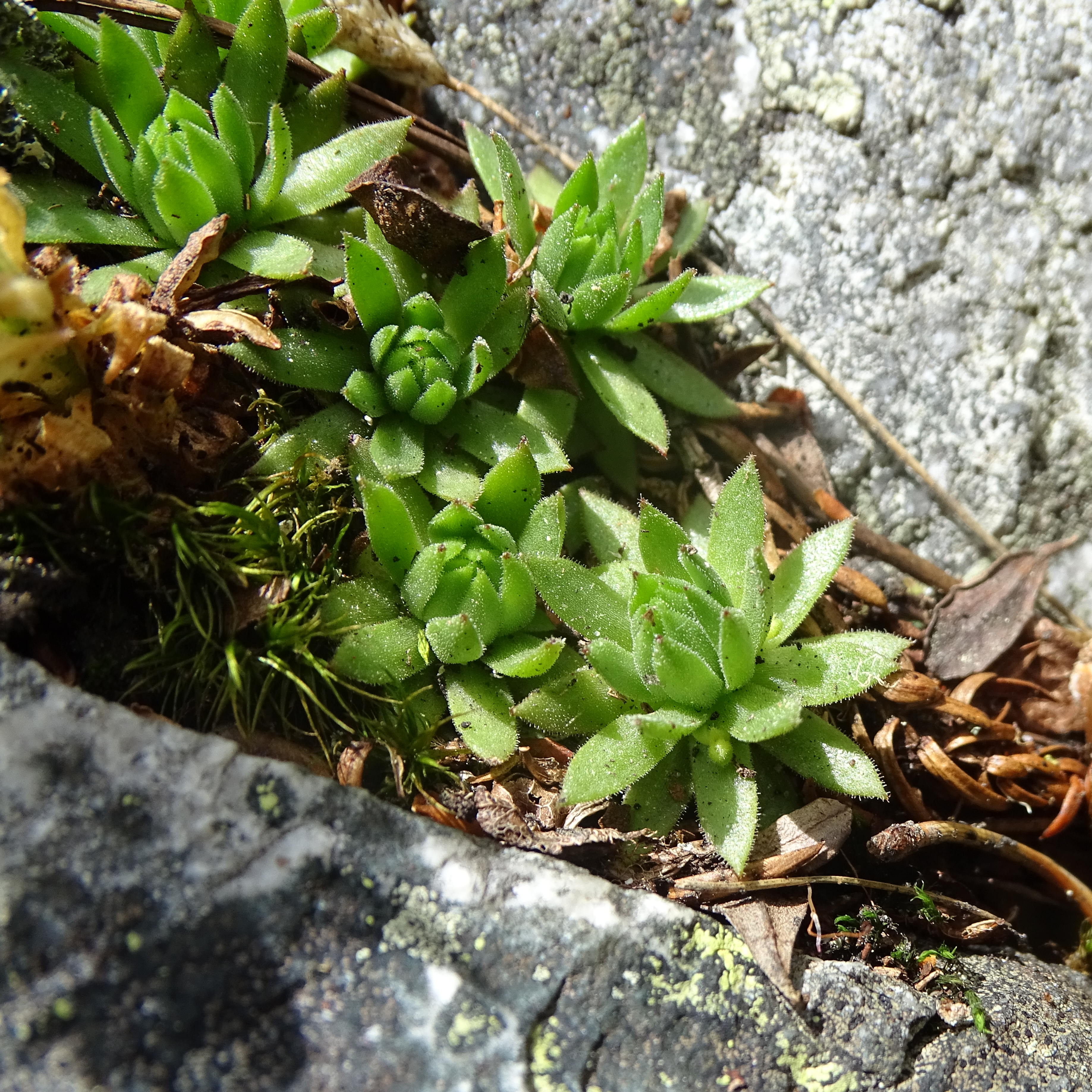 Sempervivum_wildenkarsee1b.JPG