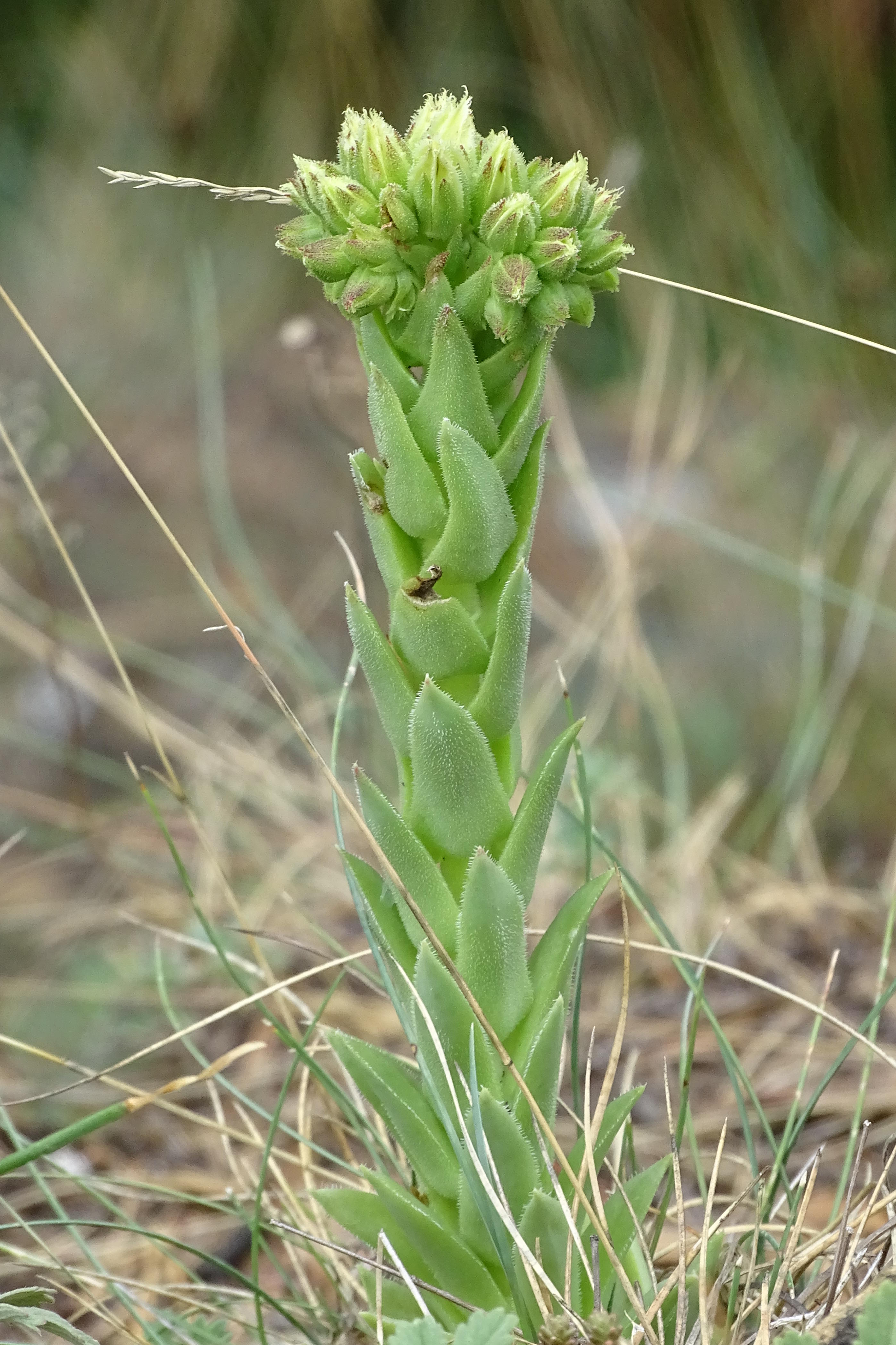 Jovibarba globifera_kirchkogel1b.JPG