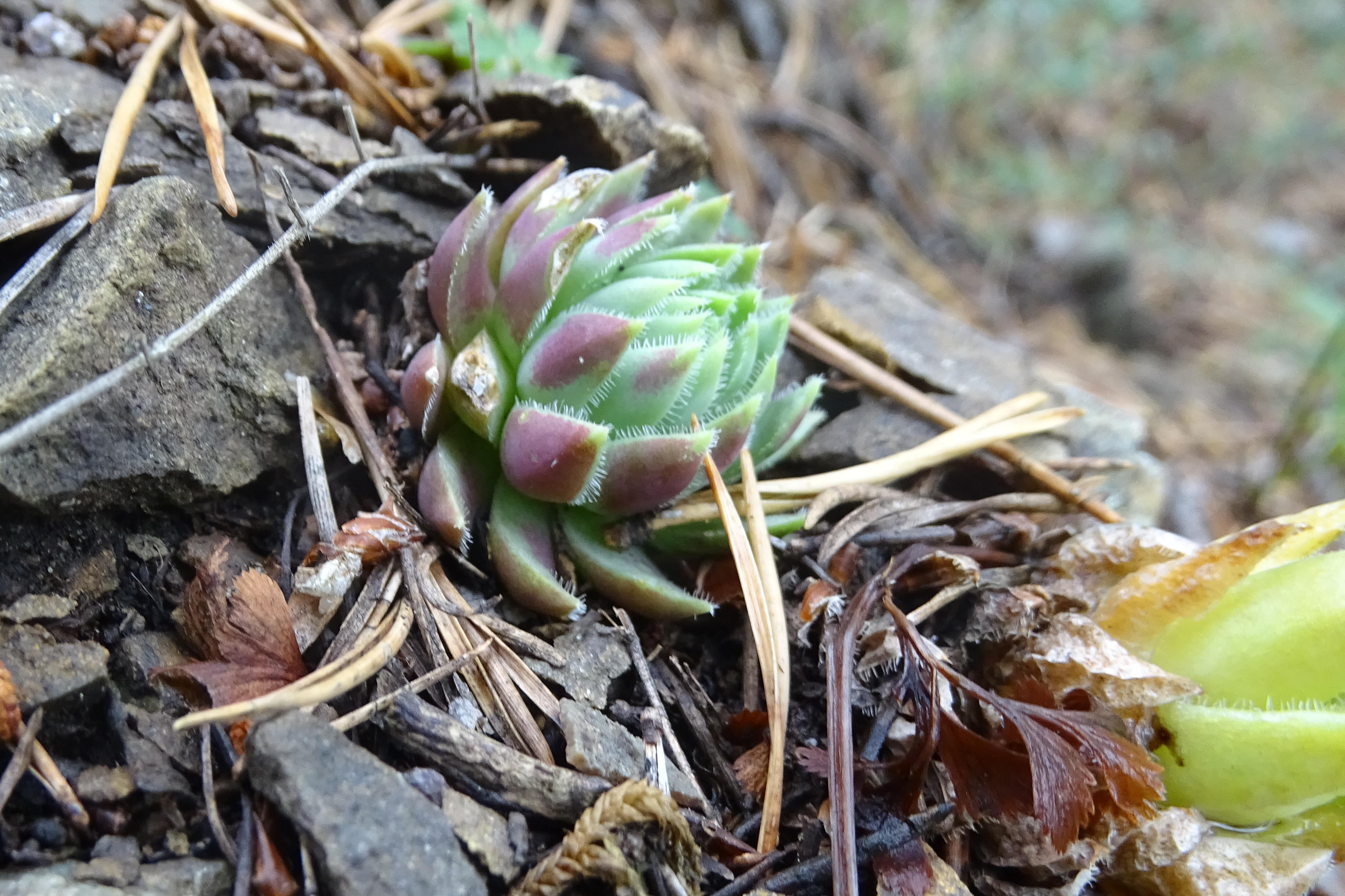 Jovibarba globifera_gulsen1a.JPG