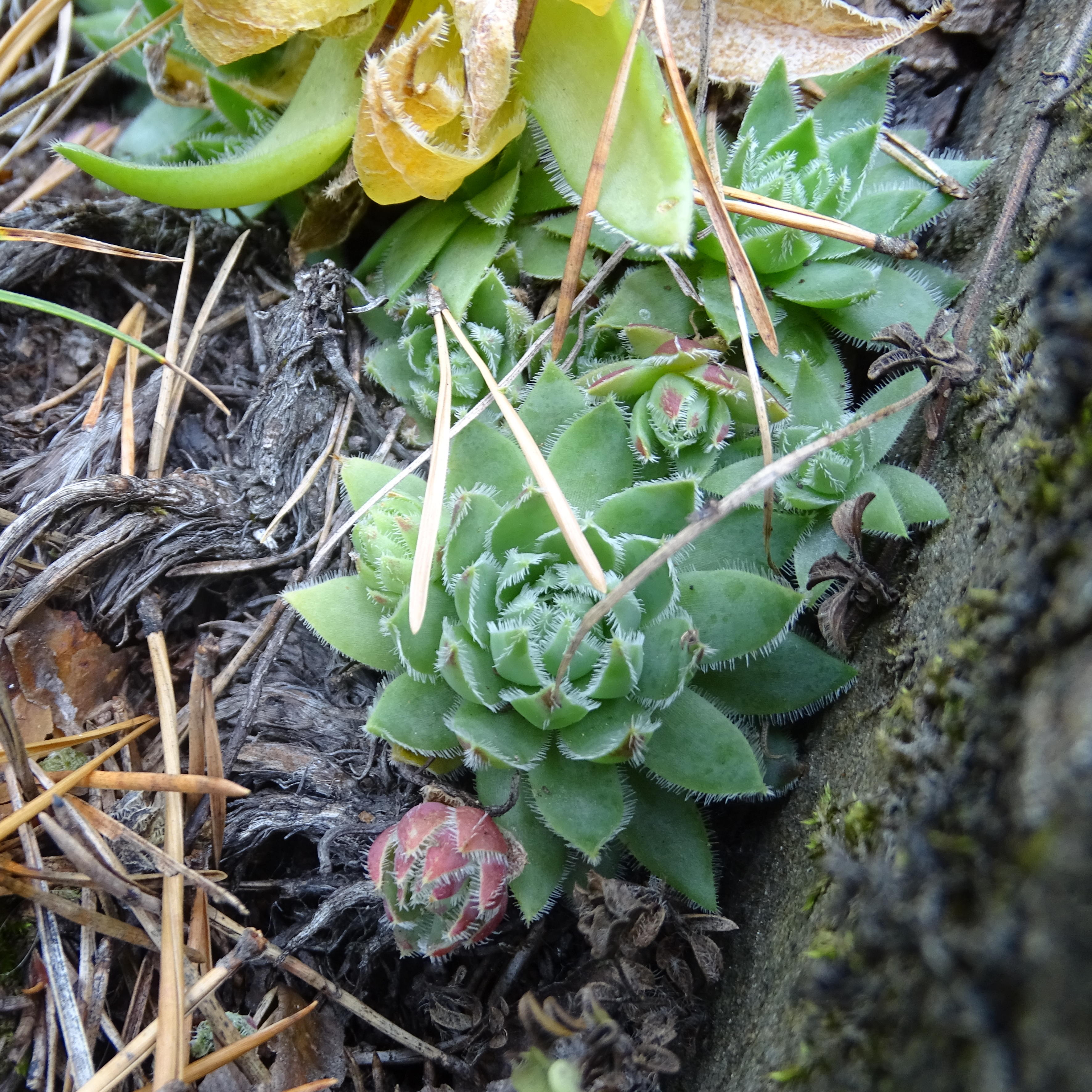 Jovibarba globifera_gulsen2a.JPG