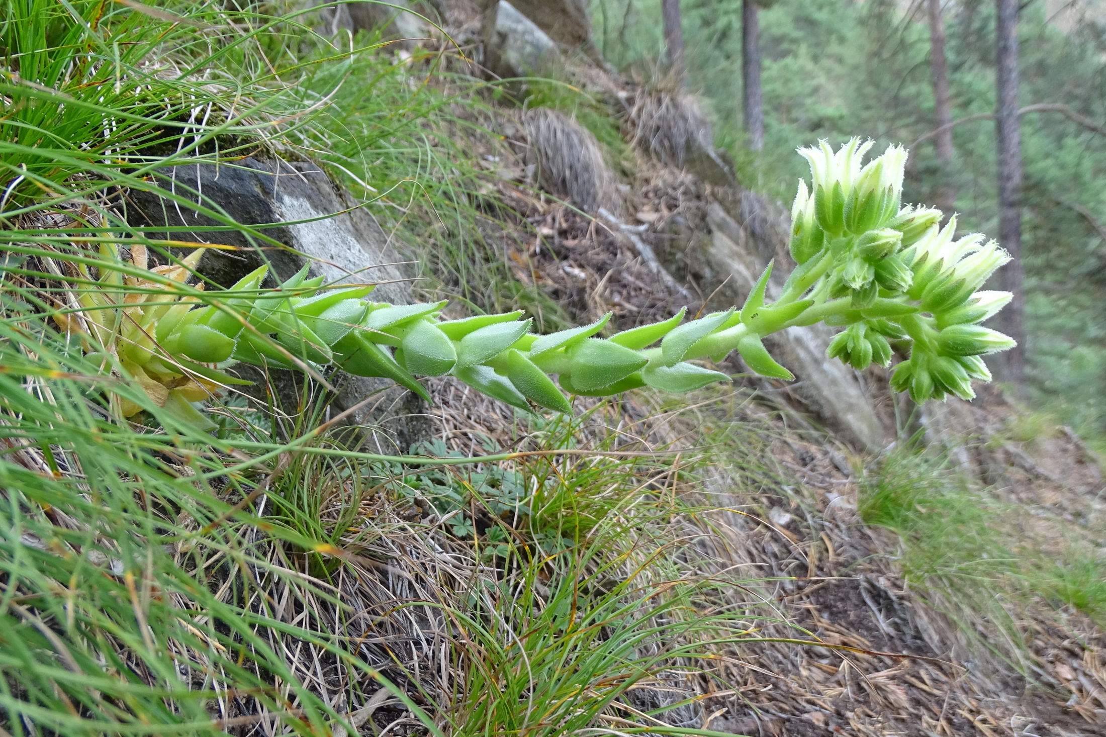 Jovibarba globifera_gulsen2c.JPG