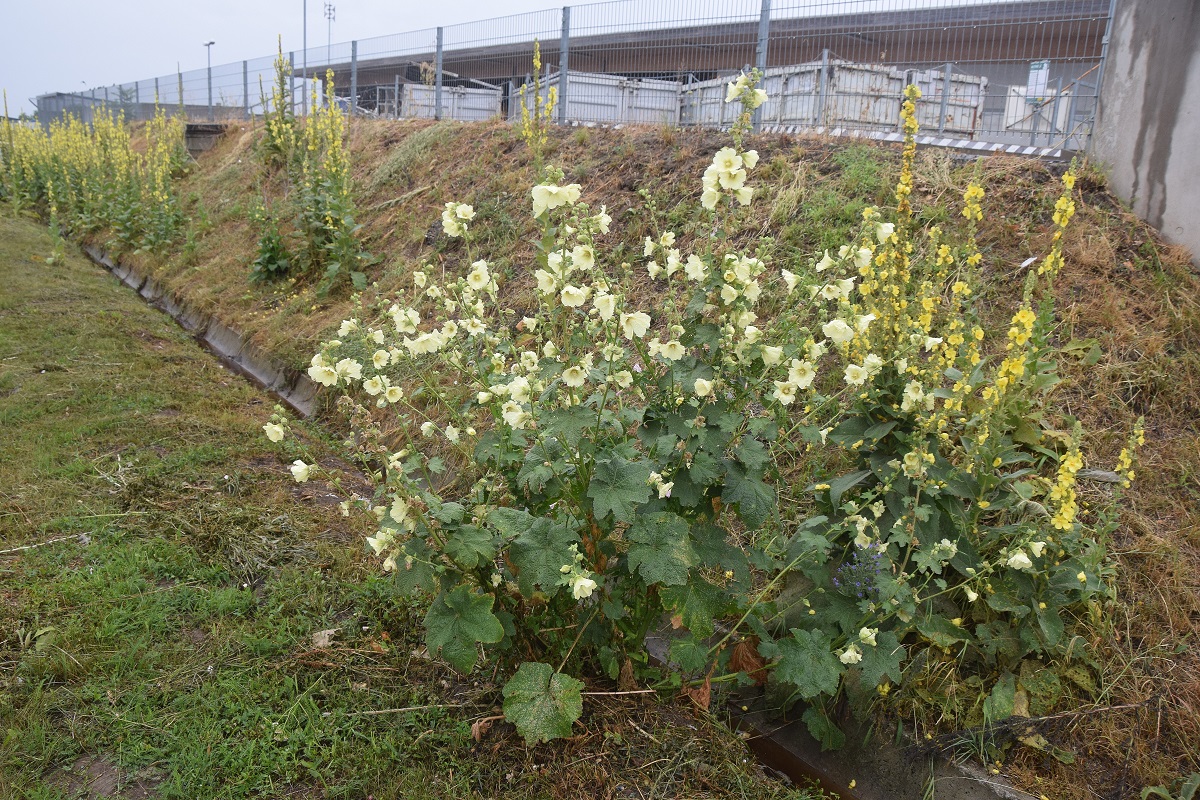 Fels am Wagram-13072019-(24) - beim Umweltgrundstück -  Althaea rosea - Stockmalve.JPG