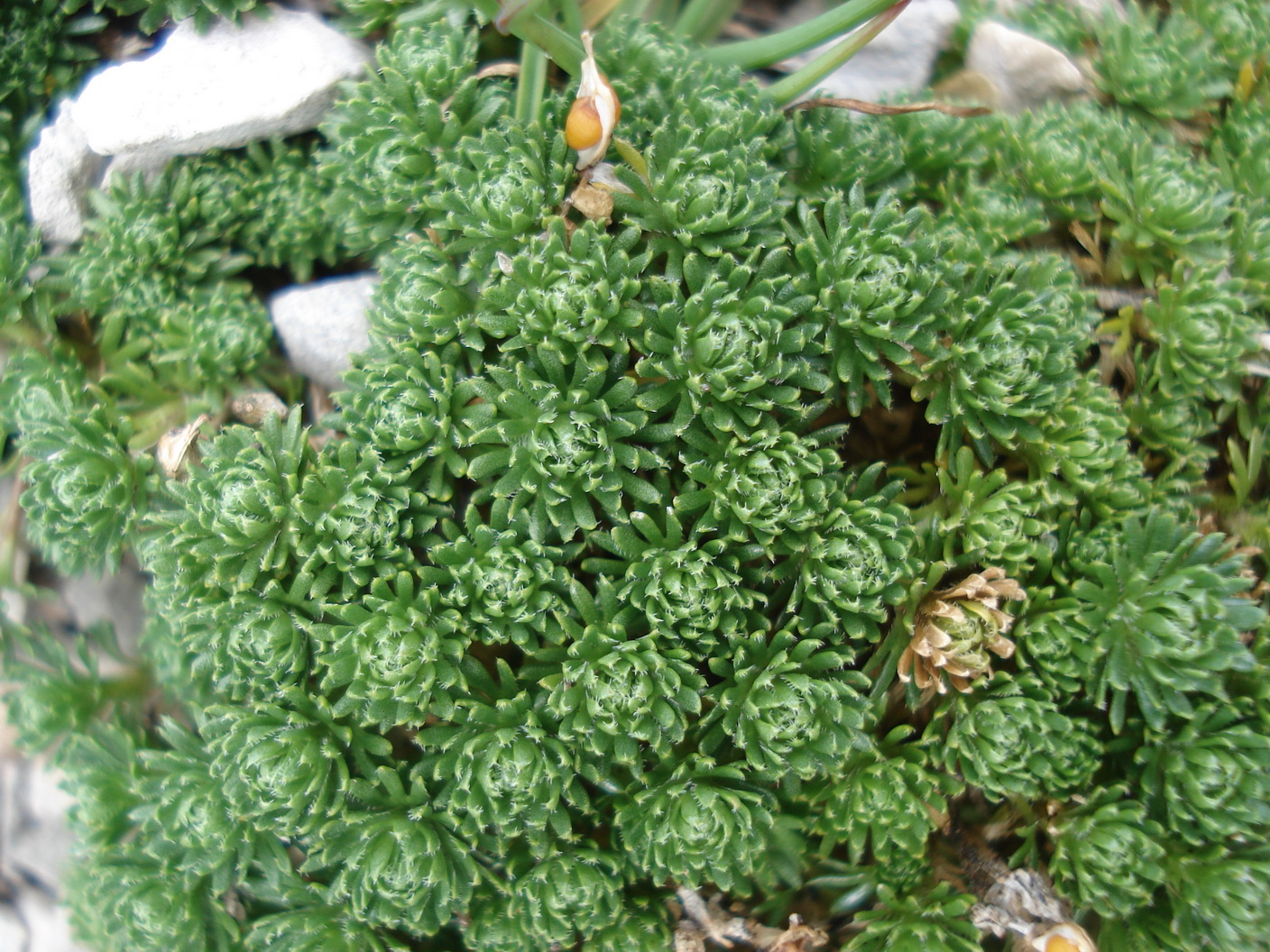 Petrocallis.pyrenaica.Slo-Grintovec.Bivak.v.Kocni. 18.8.18.JPG