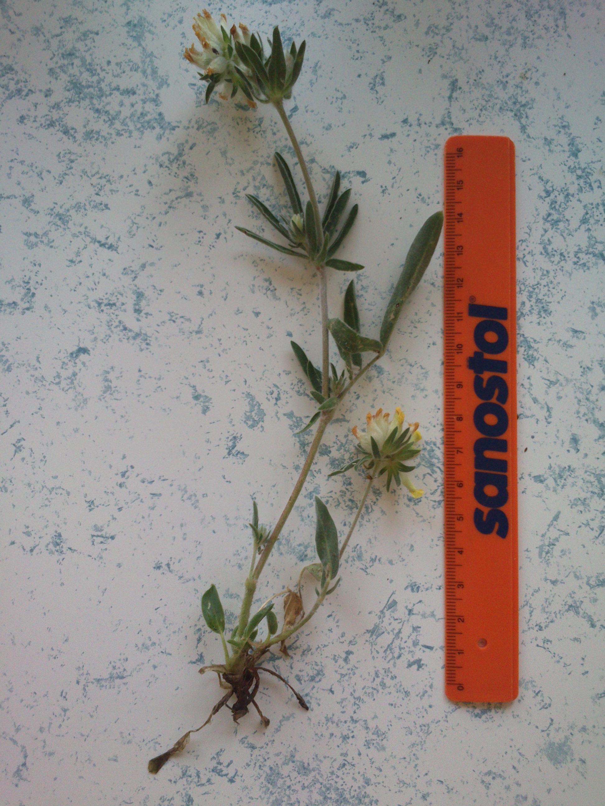 seewinkel_darscho_anthyllis vulneraria subsp. polyphylla_0033.jpg