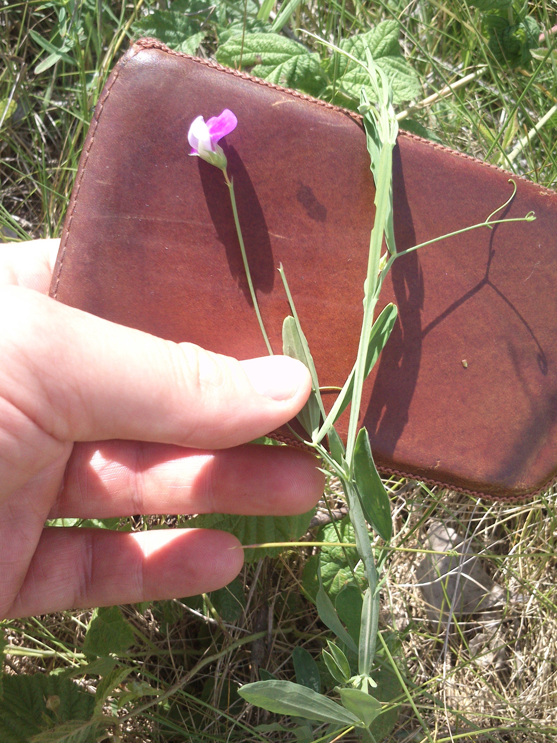 seewinkel_neubruchlacke_lathyrus hirsutus_0005.jpg