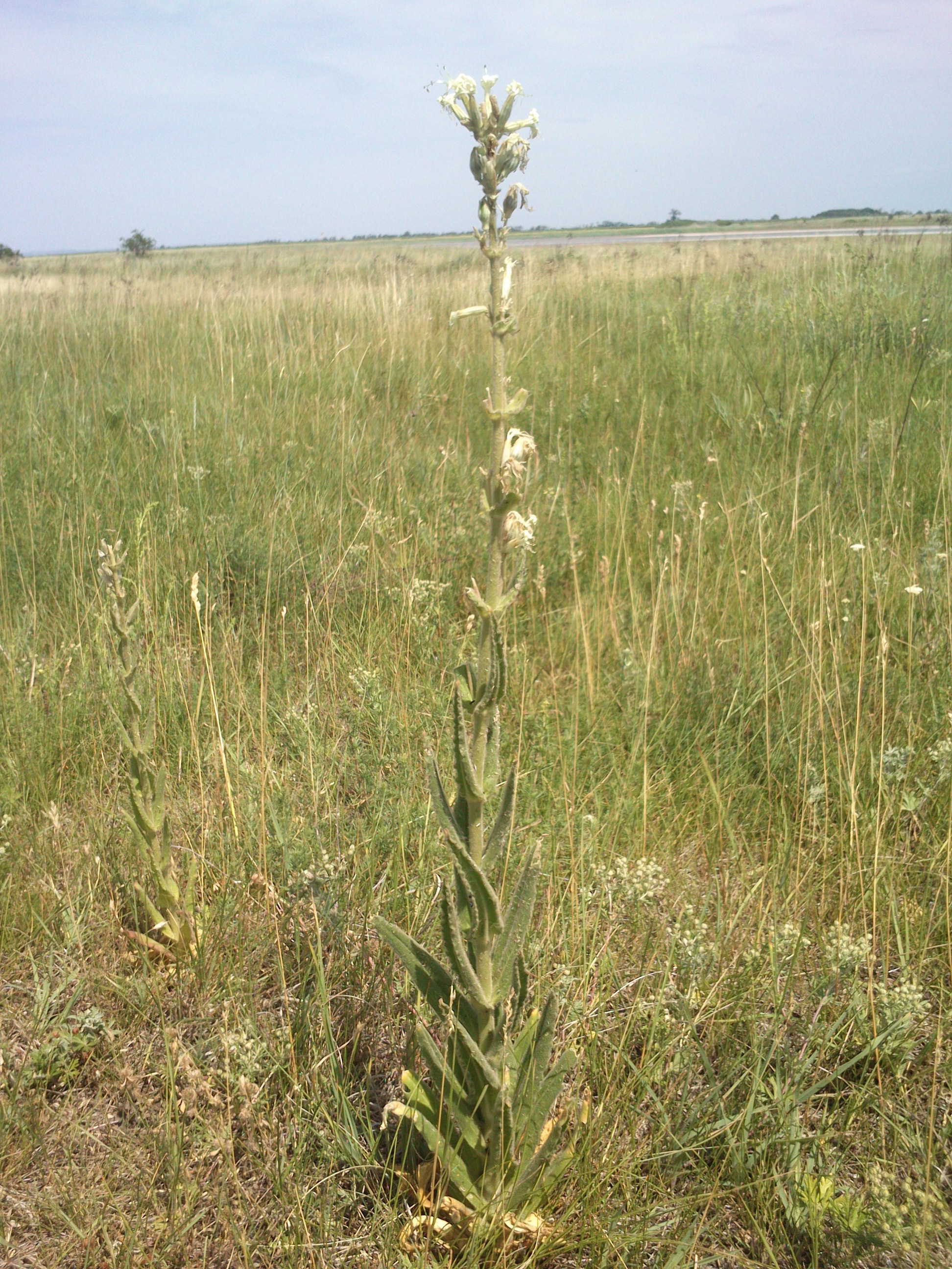 seewinkel_neubruchlacke_silene viscosa_0012.jpg