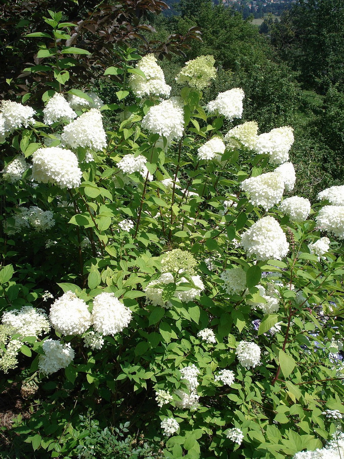 Hydrangea.paniculata.jpg