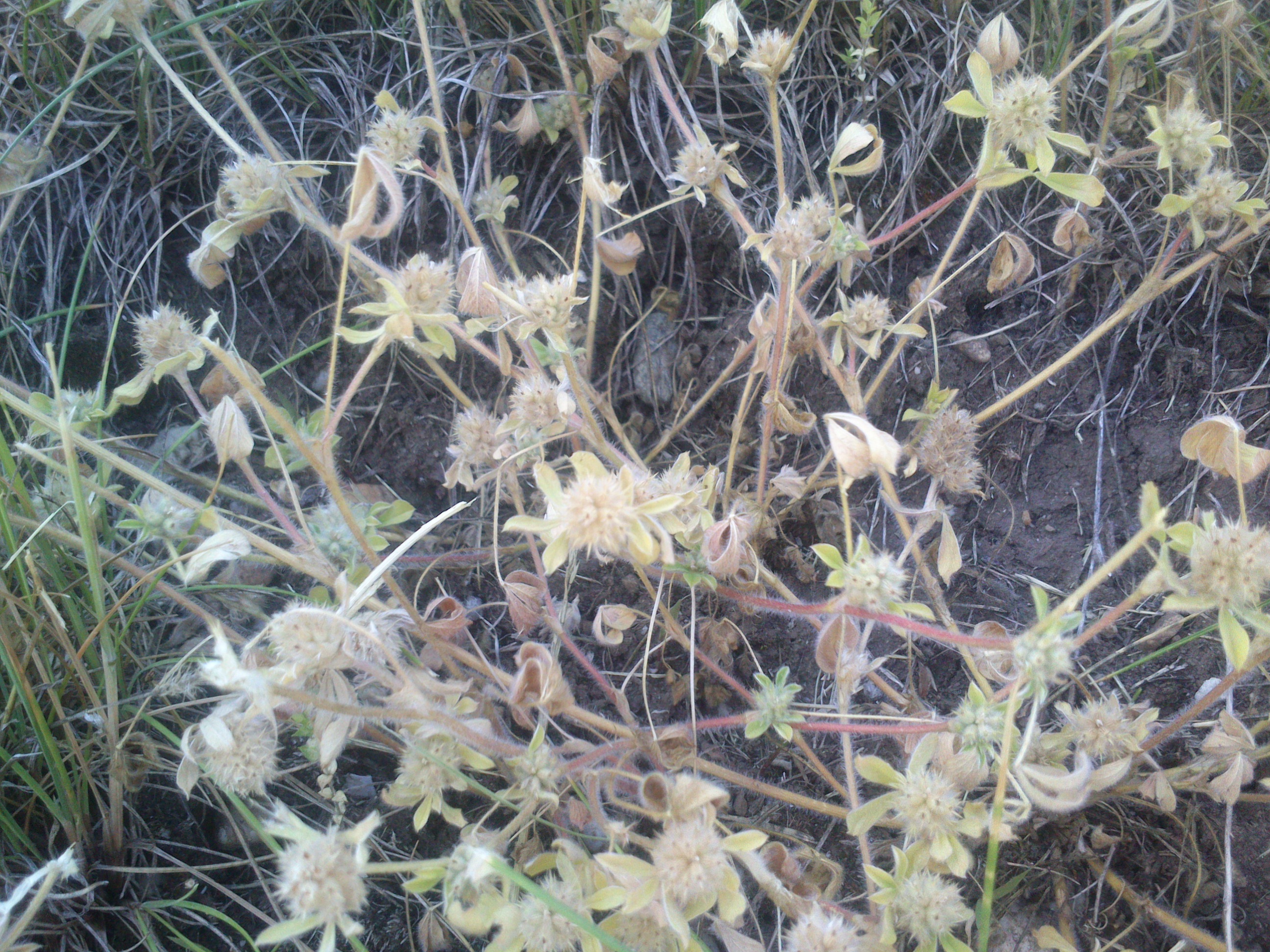 seewinkel_andau_trifolium striatum_0040.jpg