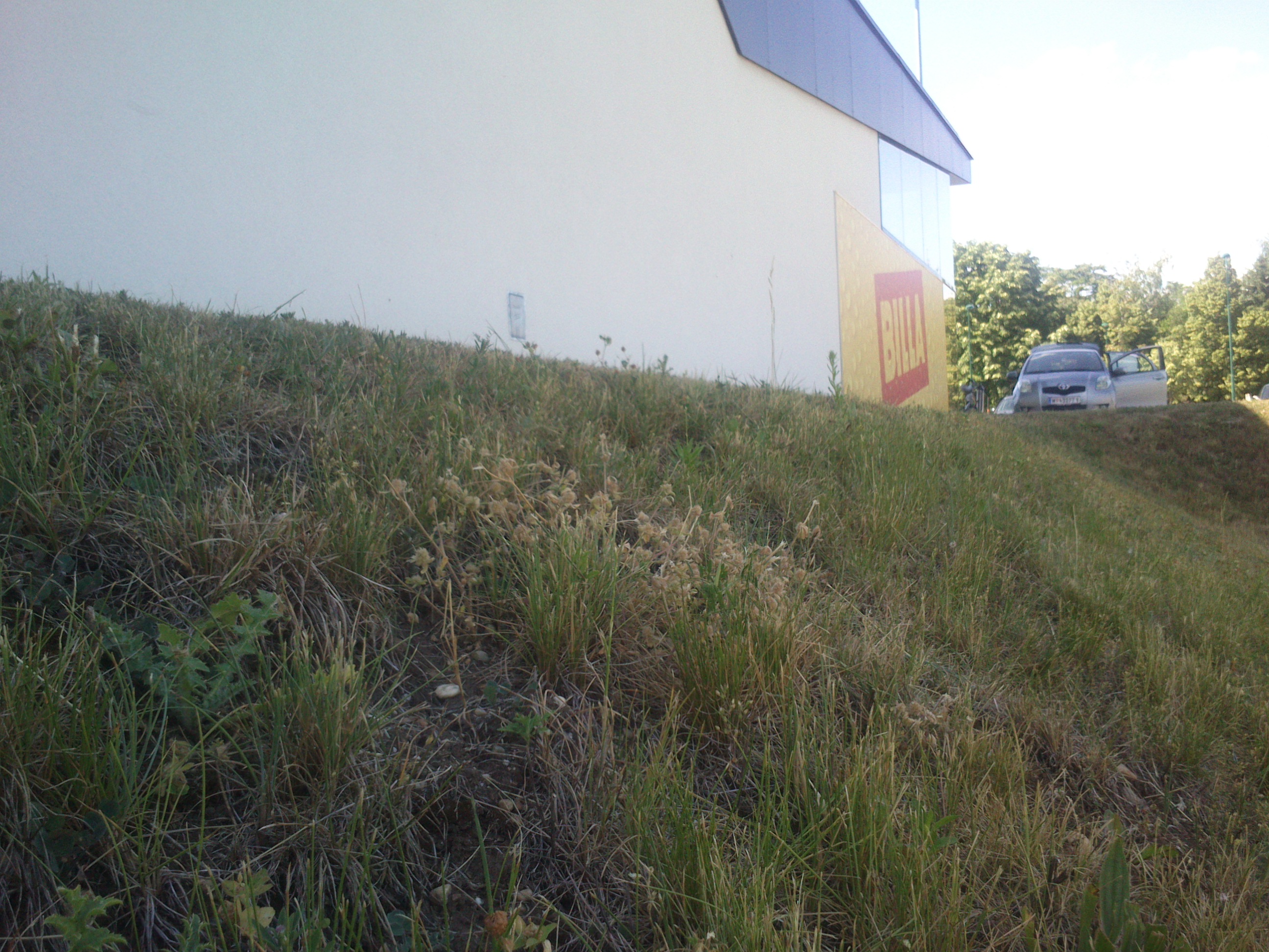 seewinkel_andau_trifolium striatum_0041.jpg