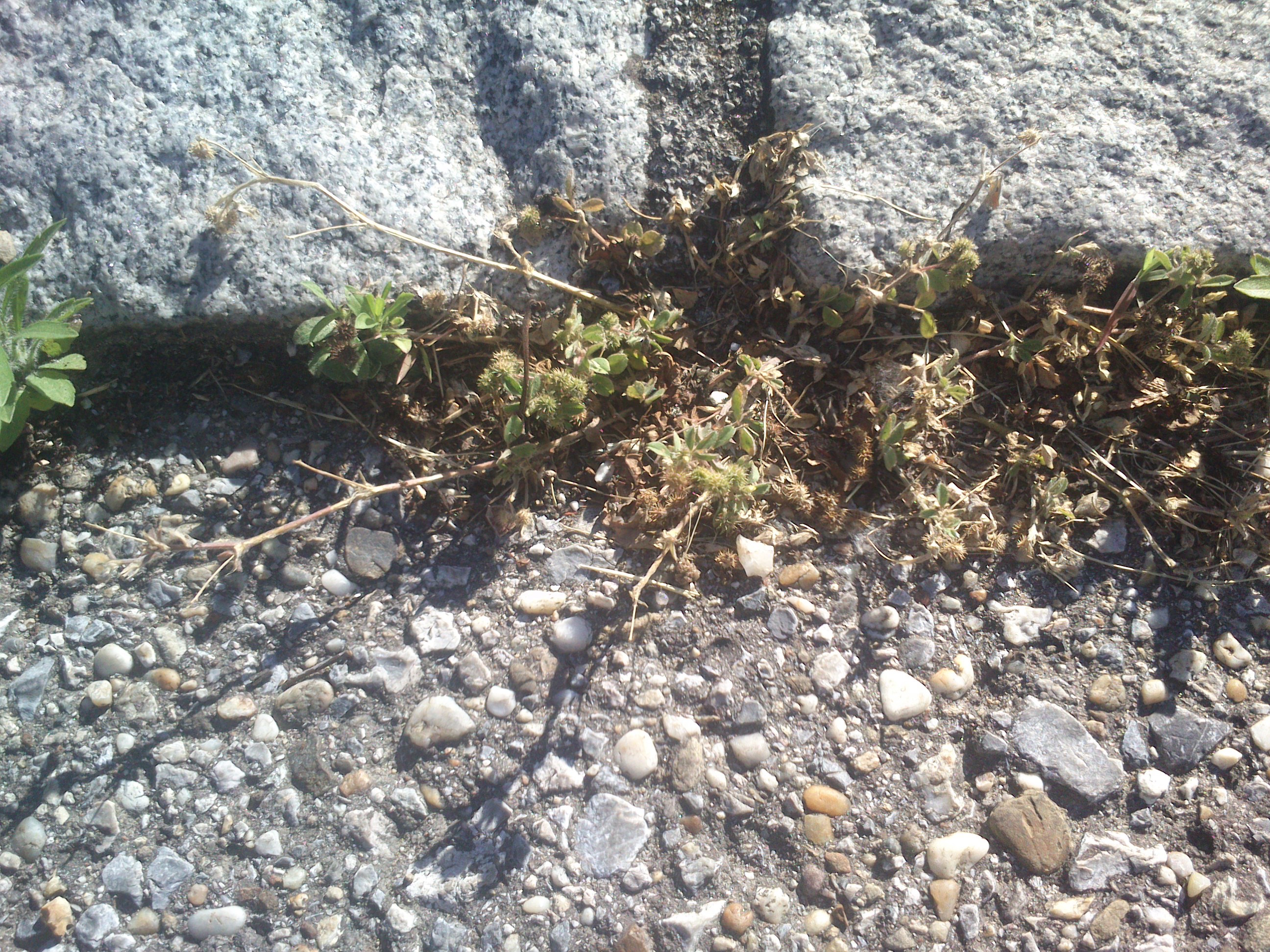 trifolium sp. frauenkirchen__0005.jpg