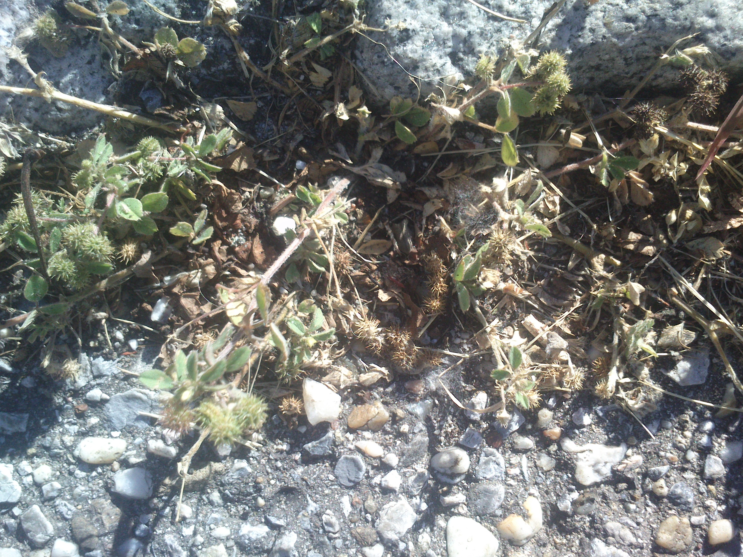 trifolium sp. frauenkirchen__0008.jpg