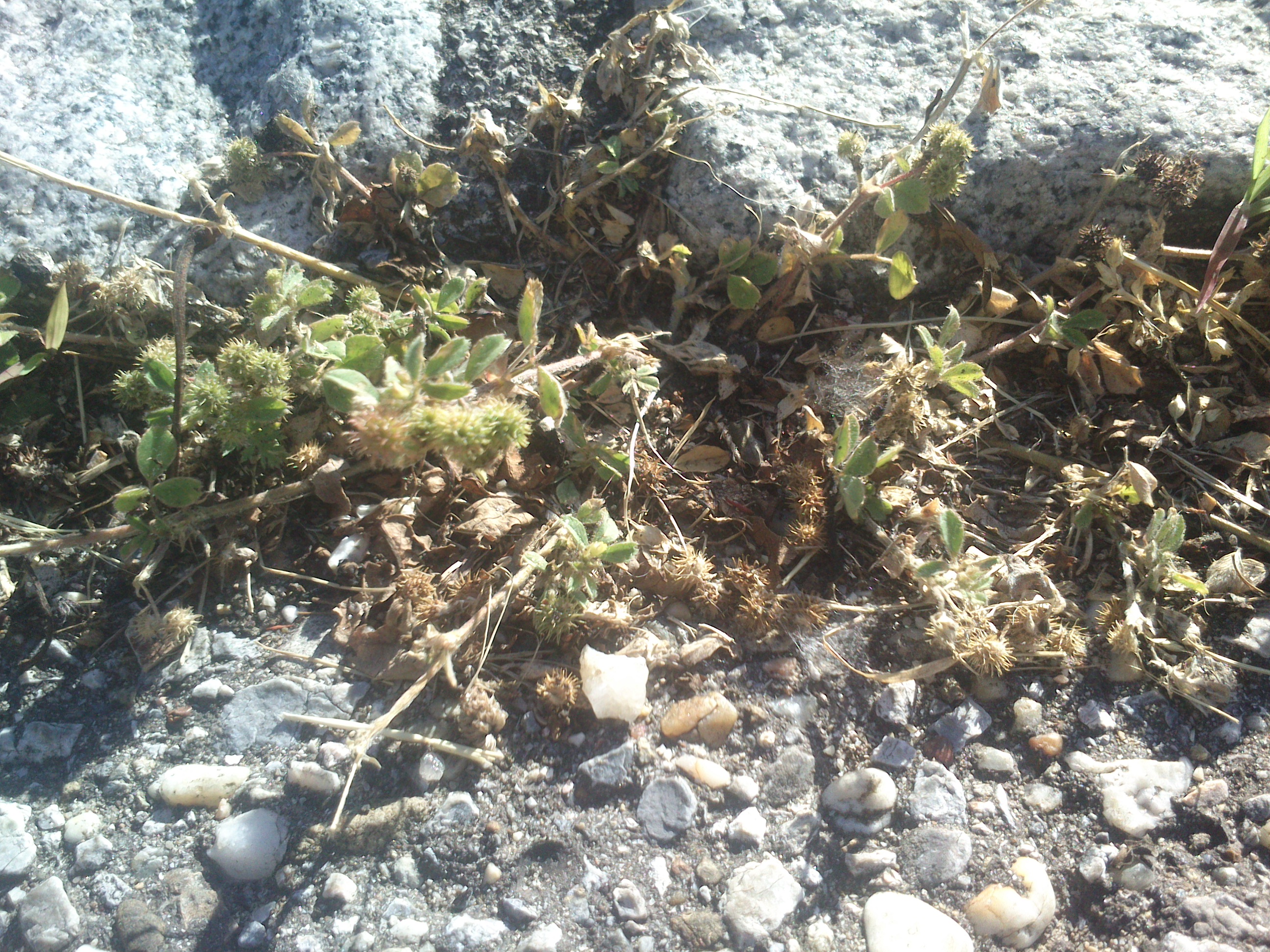 trifolium sp. frauenkirchen__0007.jpg