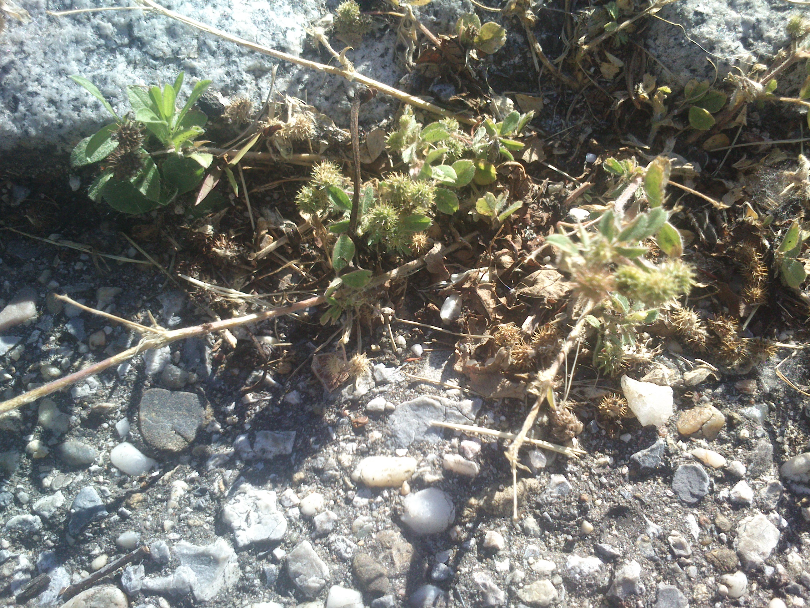trifolium sp. frauenkirchen__0006.jpg