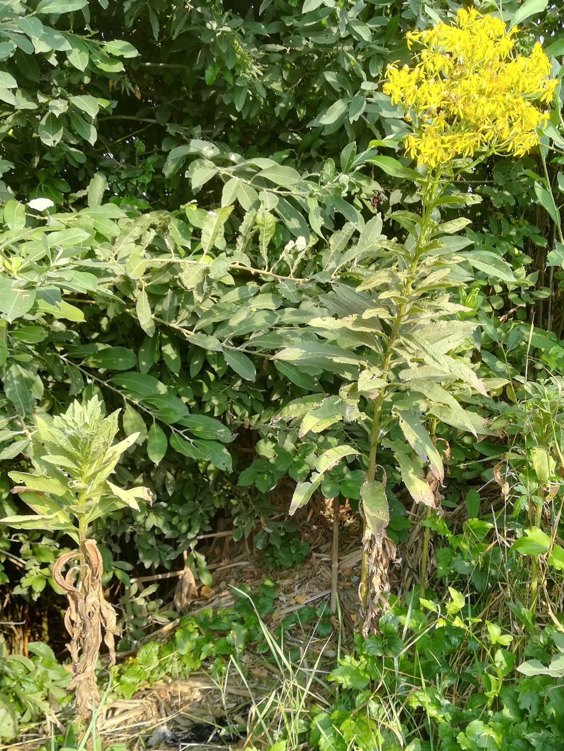 senecio sarracenicus ackerlandschaft S wildungsmauer_20190824_091424.jpg