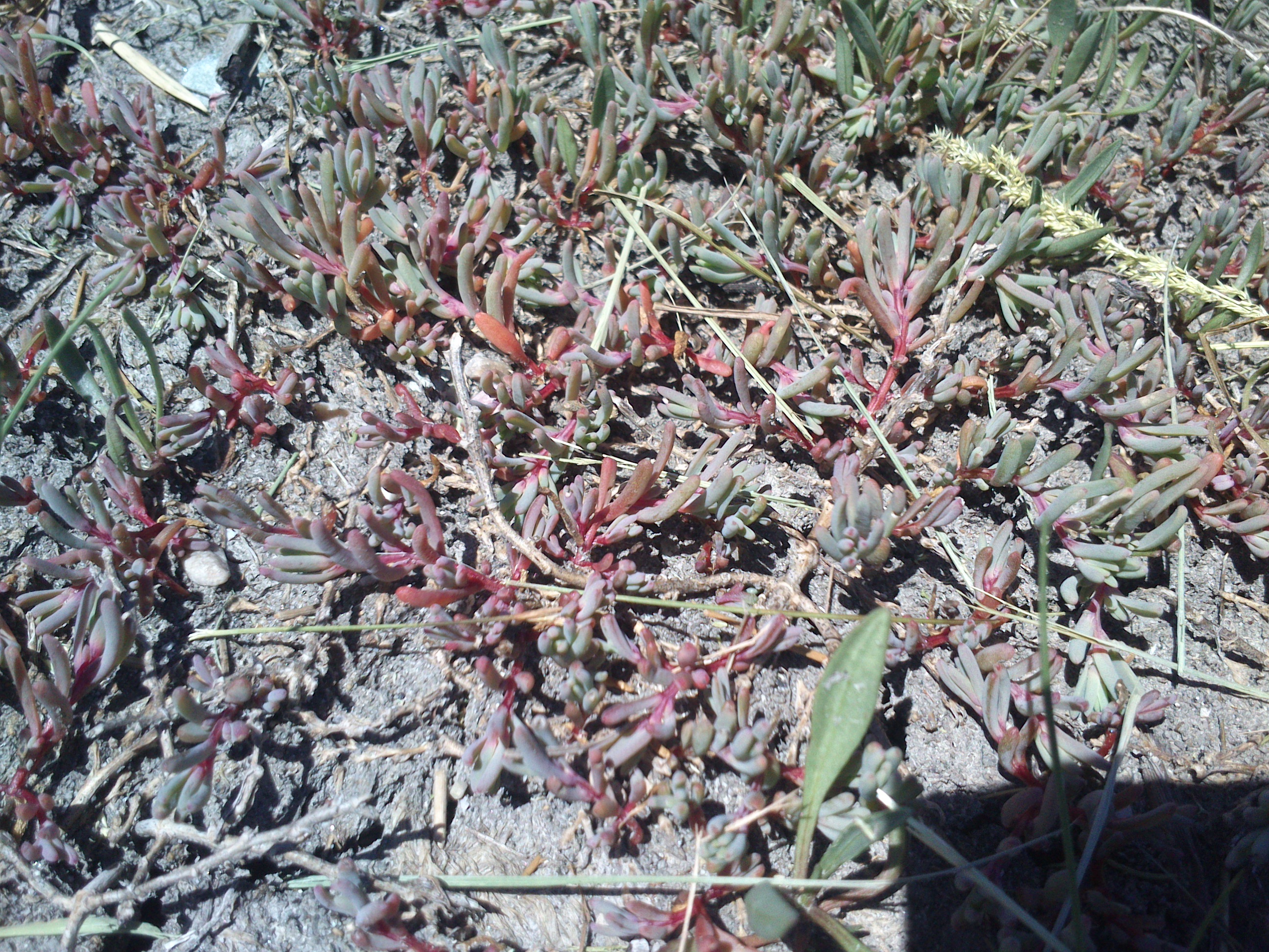 suaeda cf. pannonica sechsmahdlacke_0027.jpg