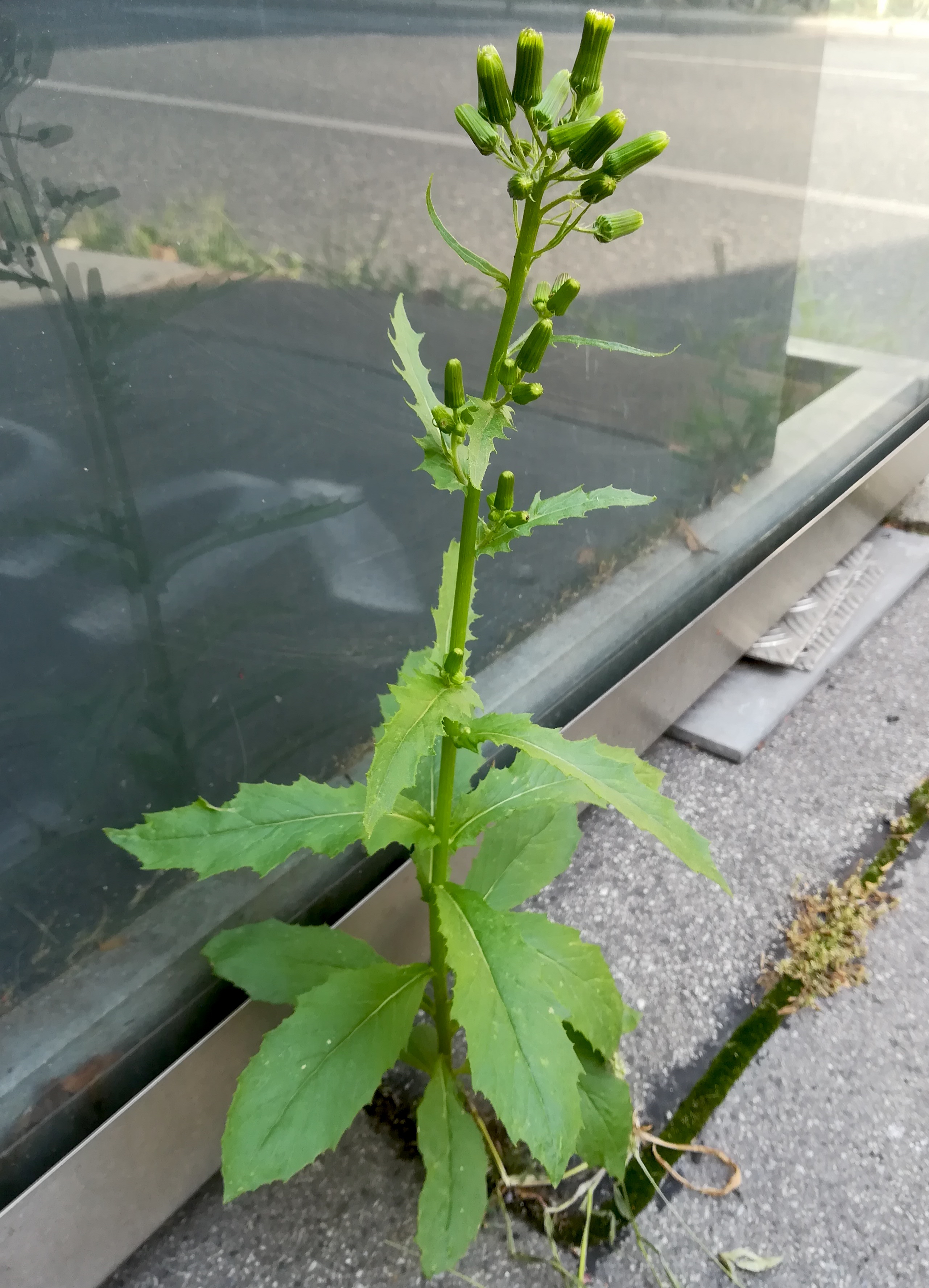 senecio sp. margaretenplatz_20190829_102456.jpg