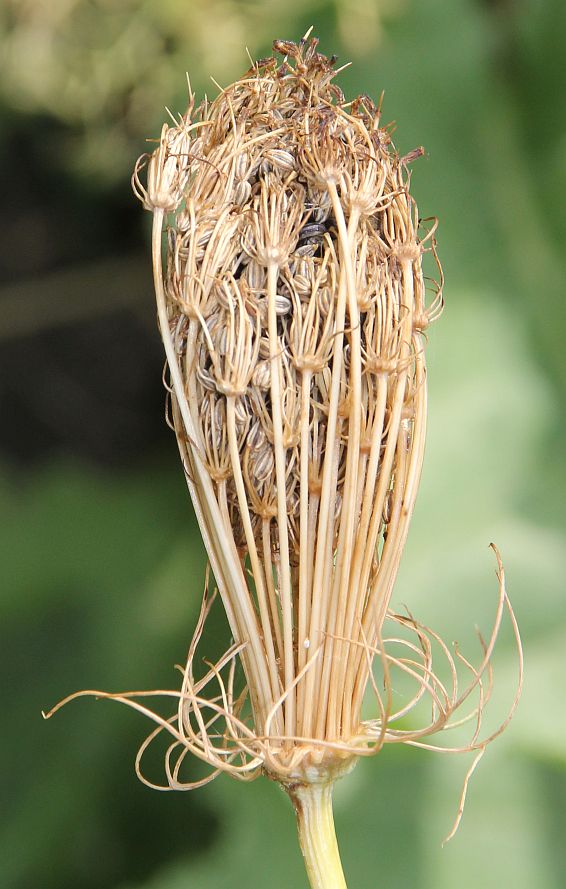 Ammi visnaga Moellersdorf_20190908_06.jpg