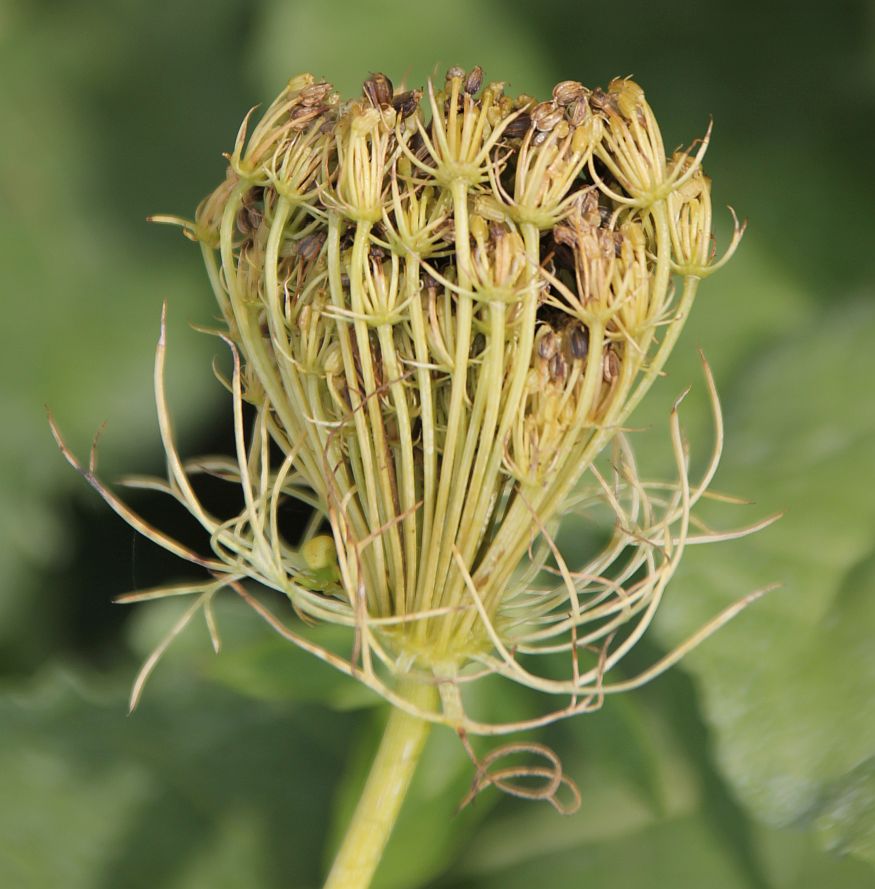 Ammi visnaga Moellersdorf_20190908_09.jpg