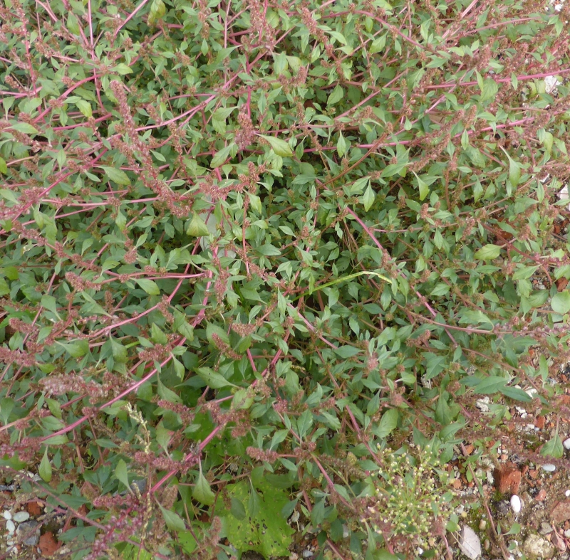 Chenopodium cf polyspermum.jpg