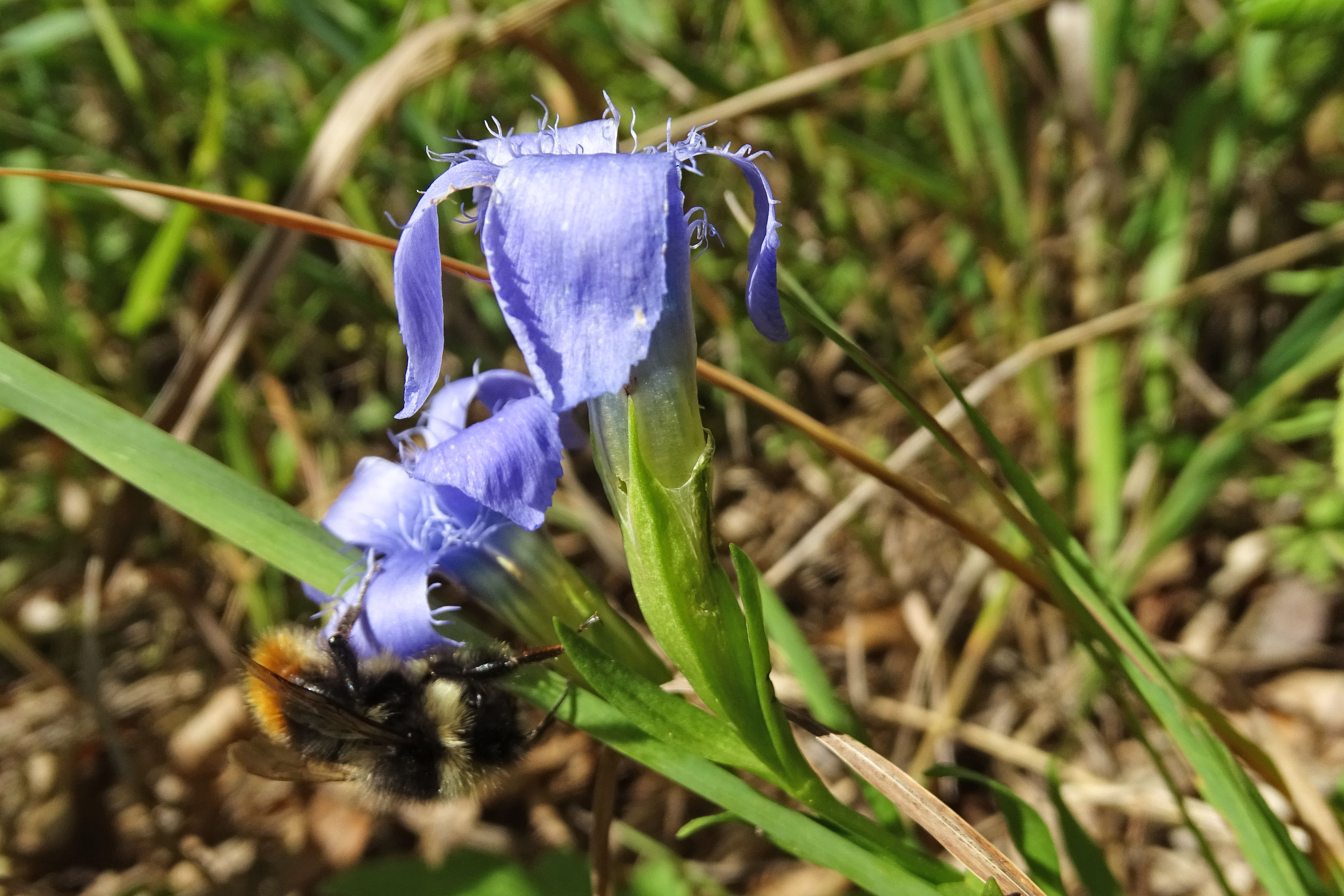 Gentianopsis ciliata.jpg