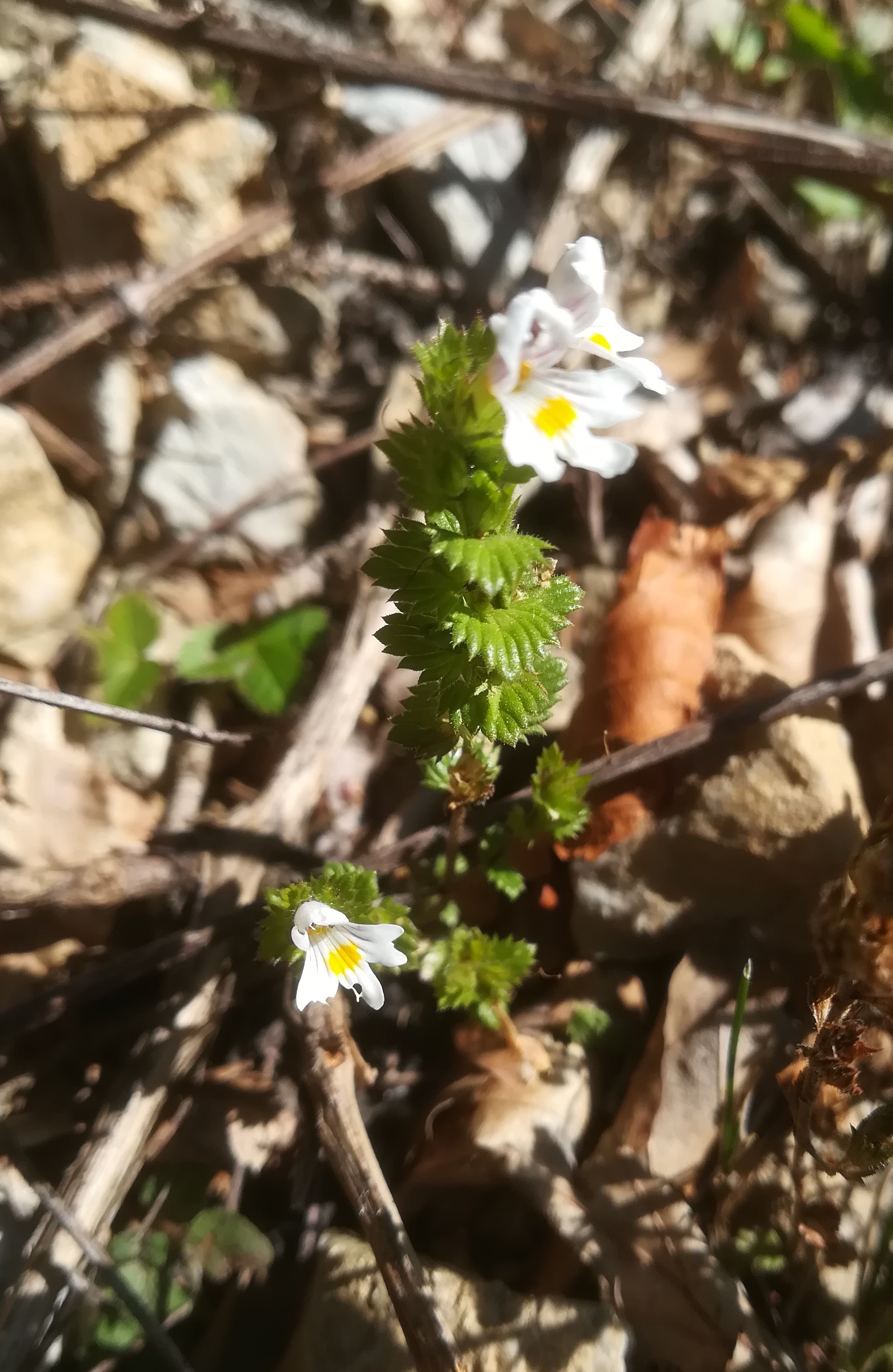 euphrasia sp. forststraße N abfahrt zum almreserlhaus schneeberg_20190921_103531 Kopie.jpg