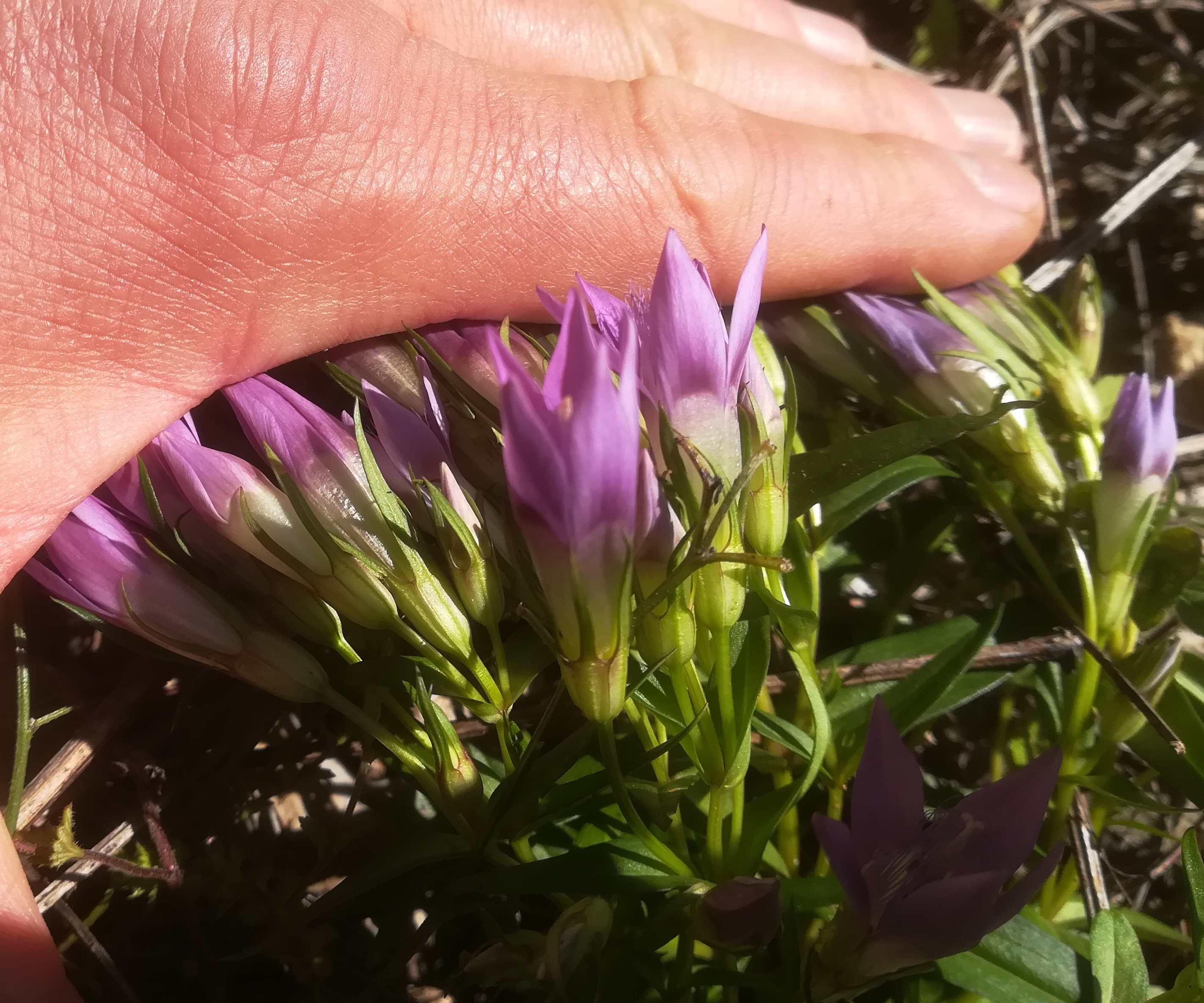 gentianella austriaca forststraße N abfahrt zum almreserlhaus schneeberg_20190921_103457 Kopie.jpg