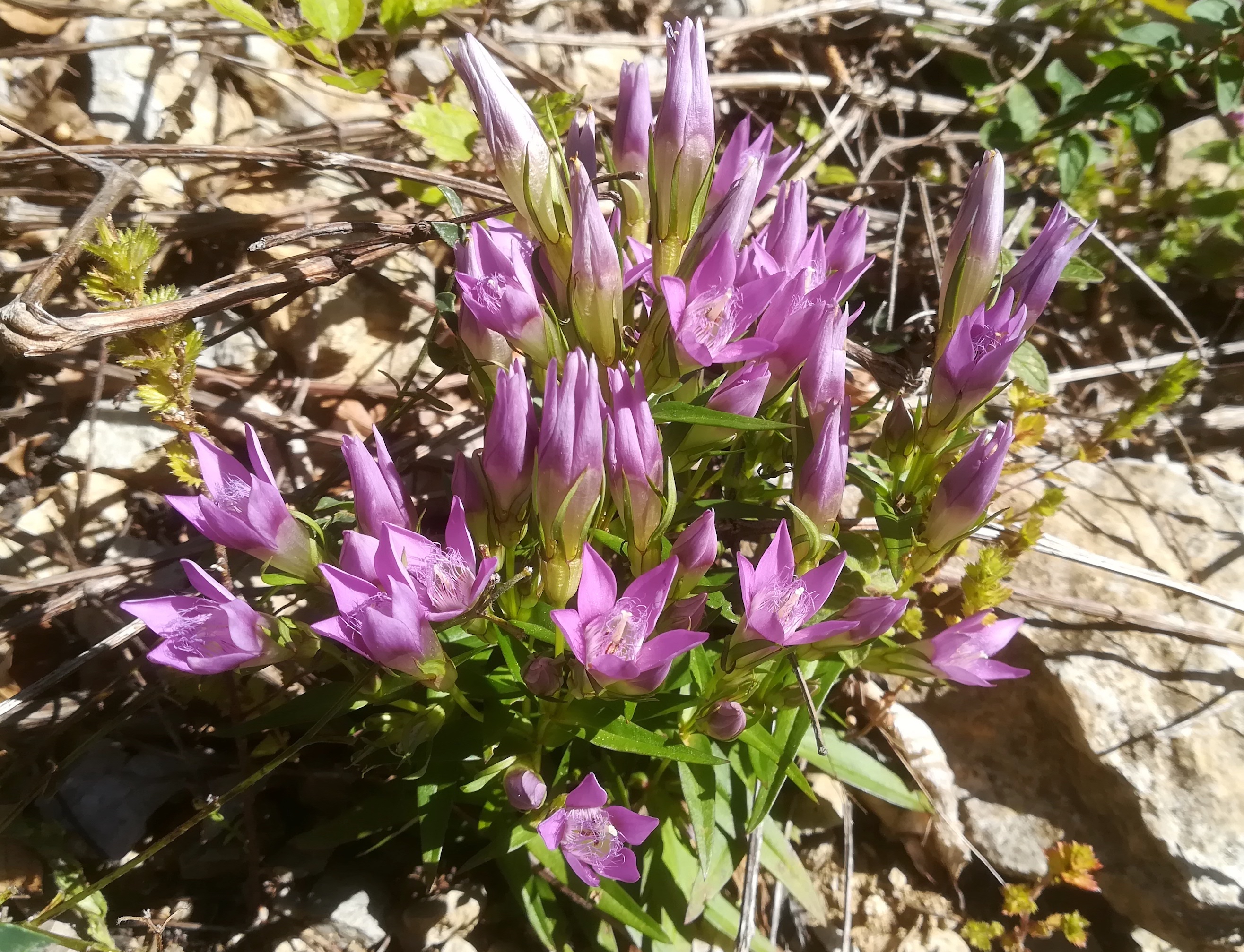 gentianella austriaca forststraße N abfahrt zum almreserlhaus schneeberg_20190921_103447 Kopie.jpg