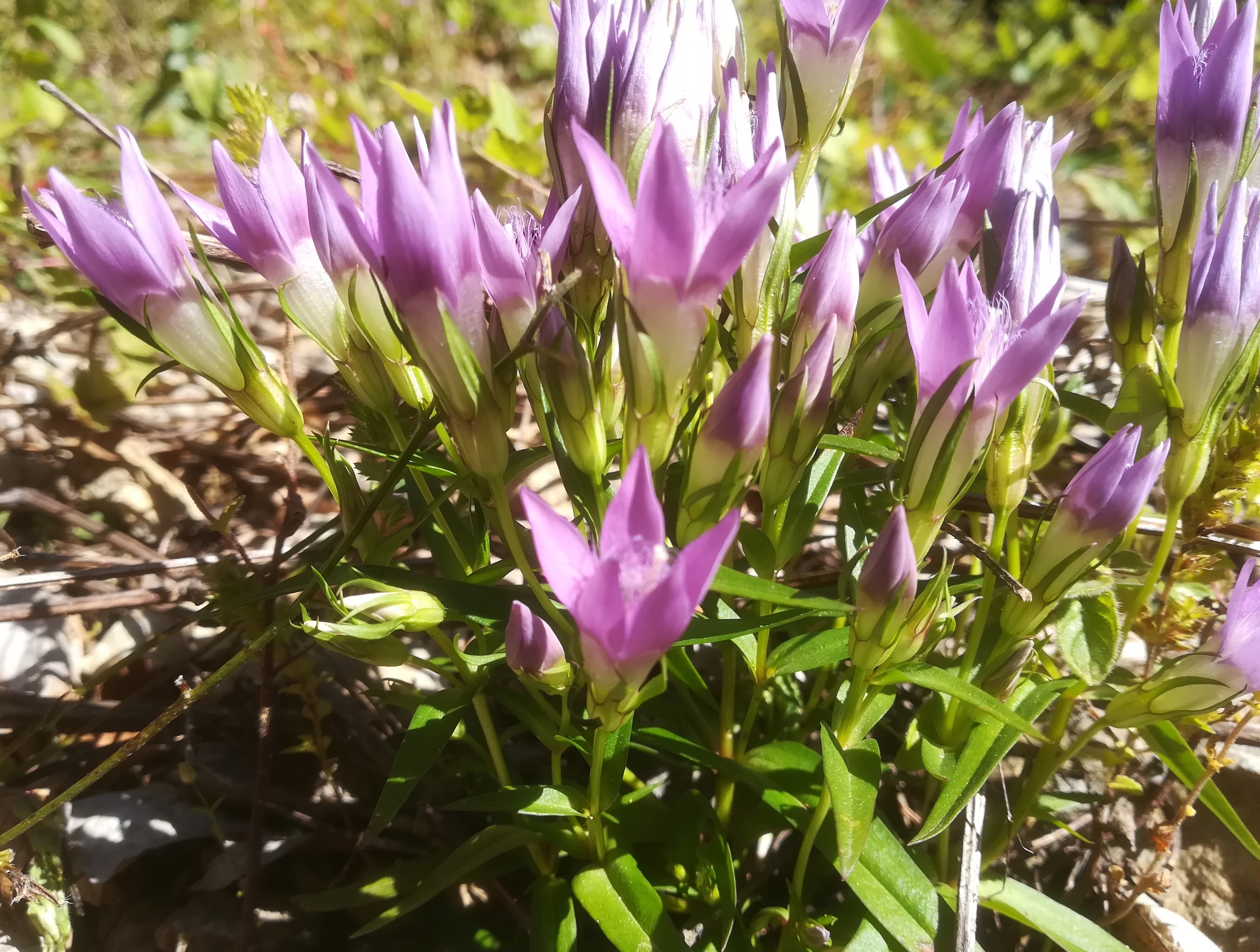 gentianella austriaca forststraße N abfahrt zum almreserlhaus schneeberg_20190921_103507 Kopie.jpg