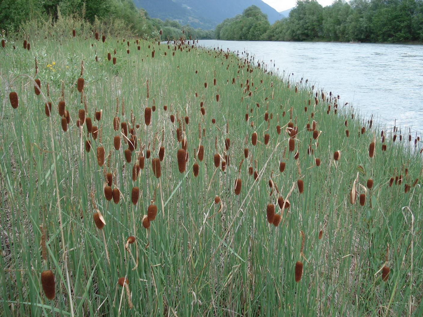 Typha minima.K-Greifenburg-Bruggen, Drauufer.JPG