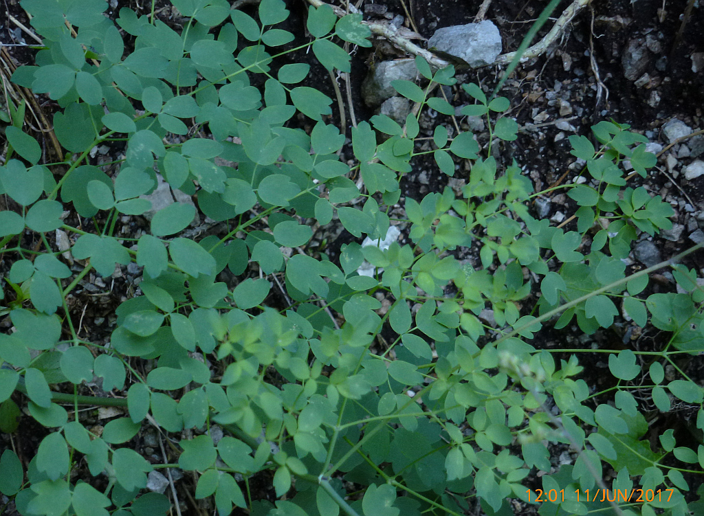 0P1440357 dioicum-eher nein-blätter anders.jpg