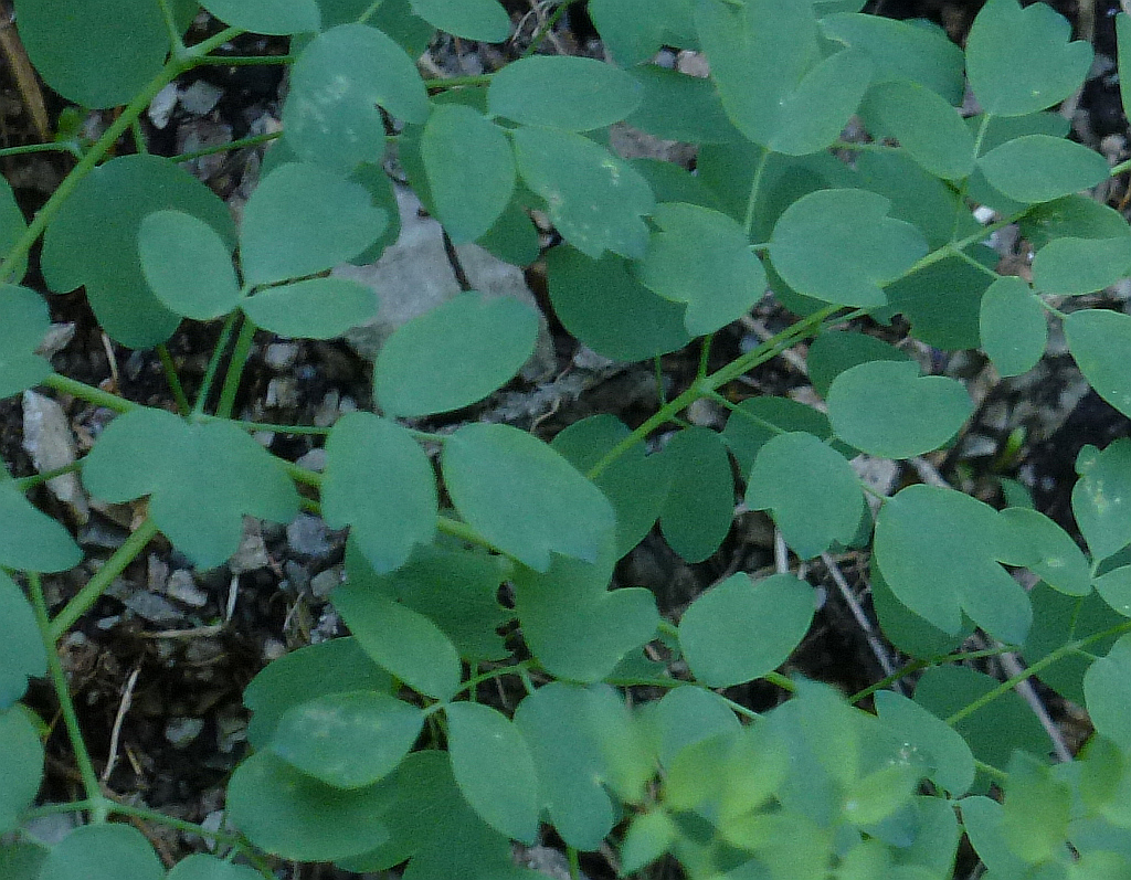 0P1440357 vermtl Thalictrum  as.jpg