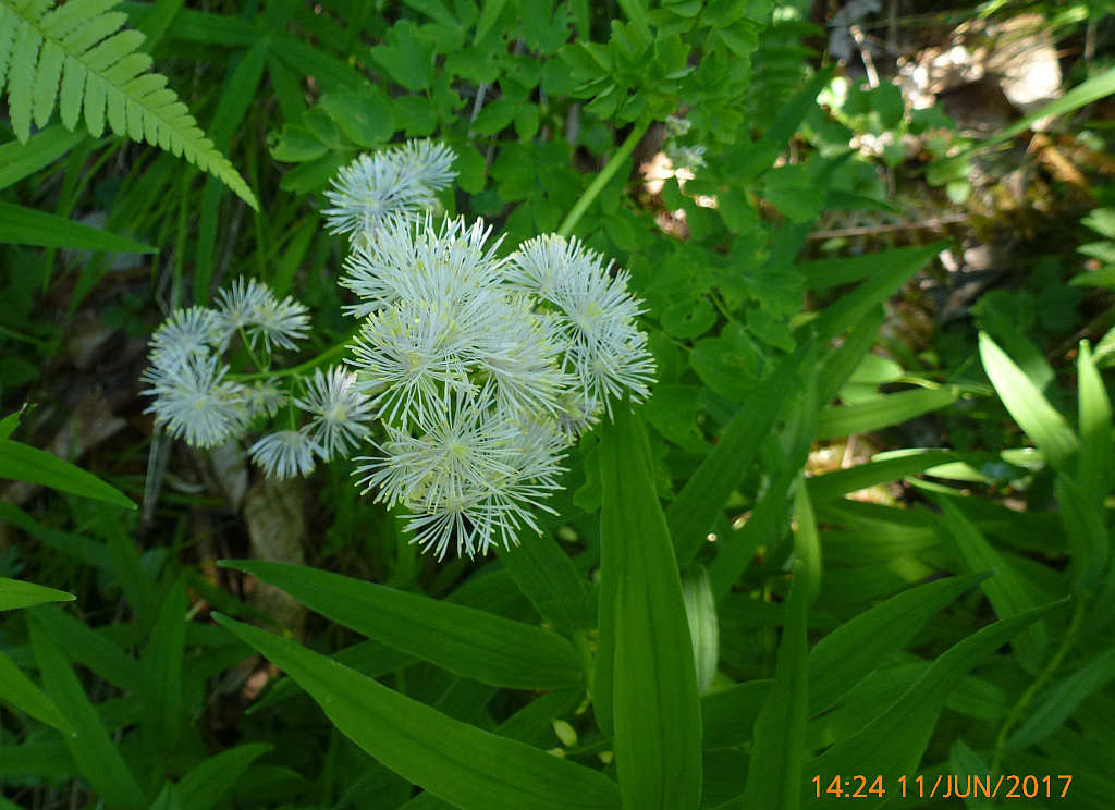P1440501  Akeleiblättrige Wiesenraute-Thalictrum aquilegiifolium.JPG