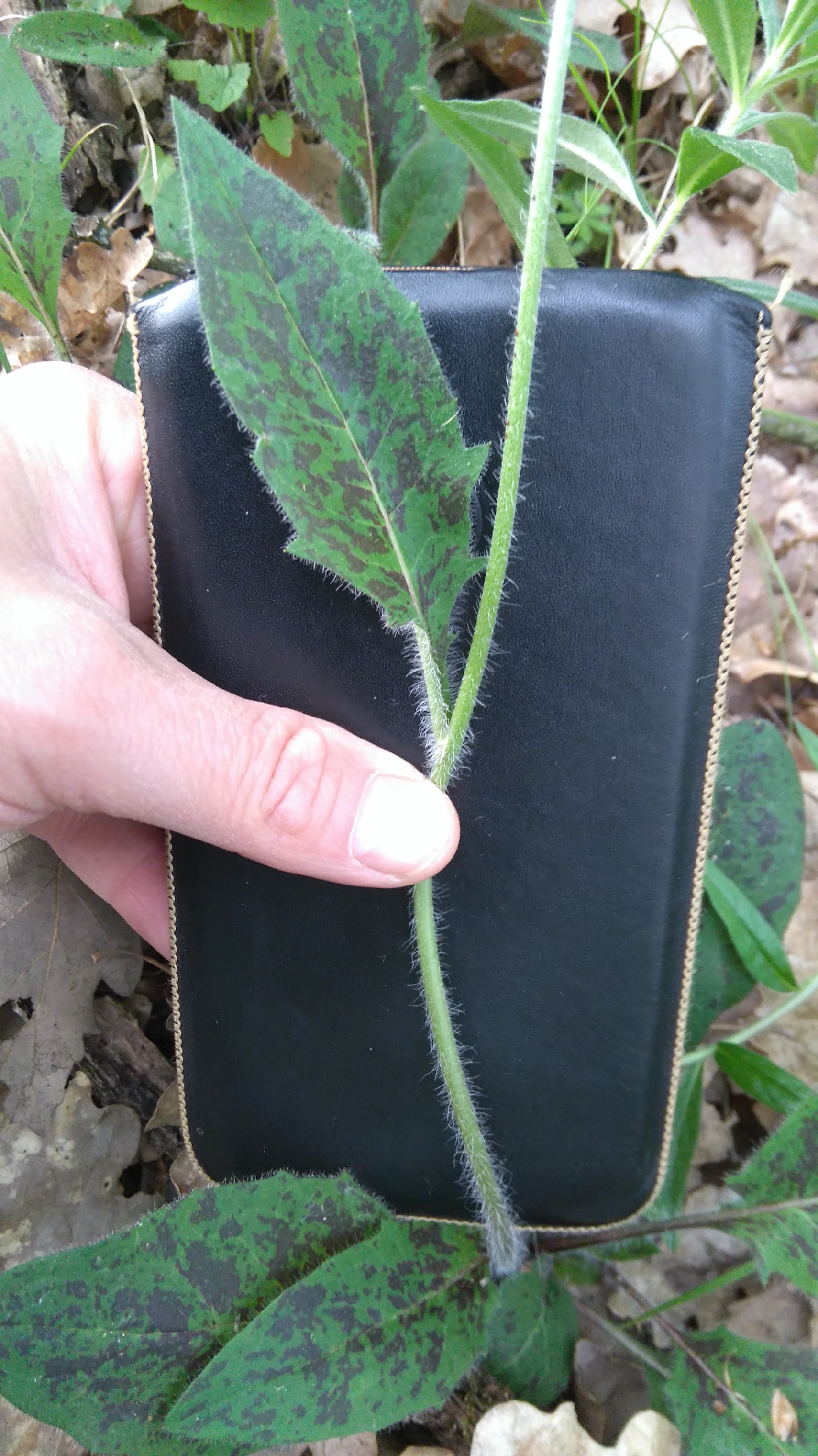 hieracium cf. maculatum2.JPG