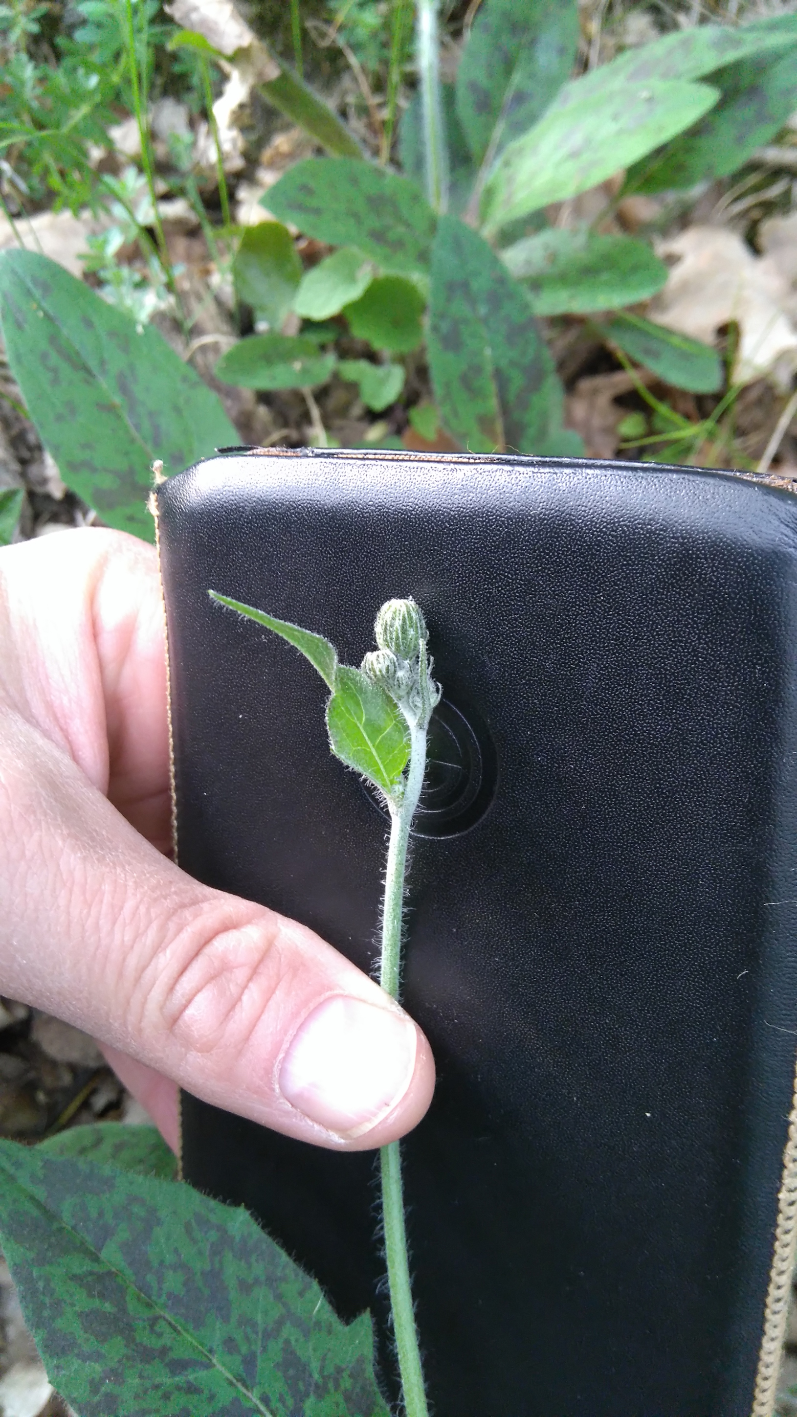 hieracium cf. maculatum3.JPG