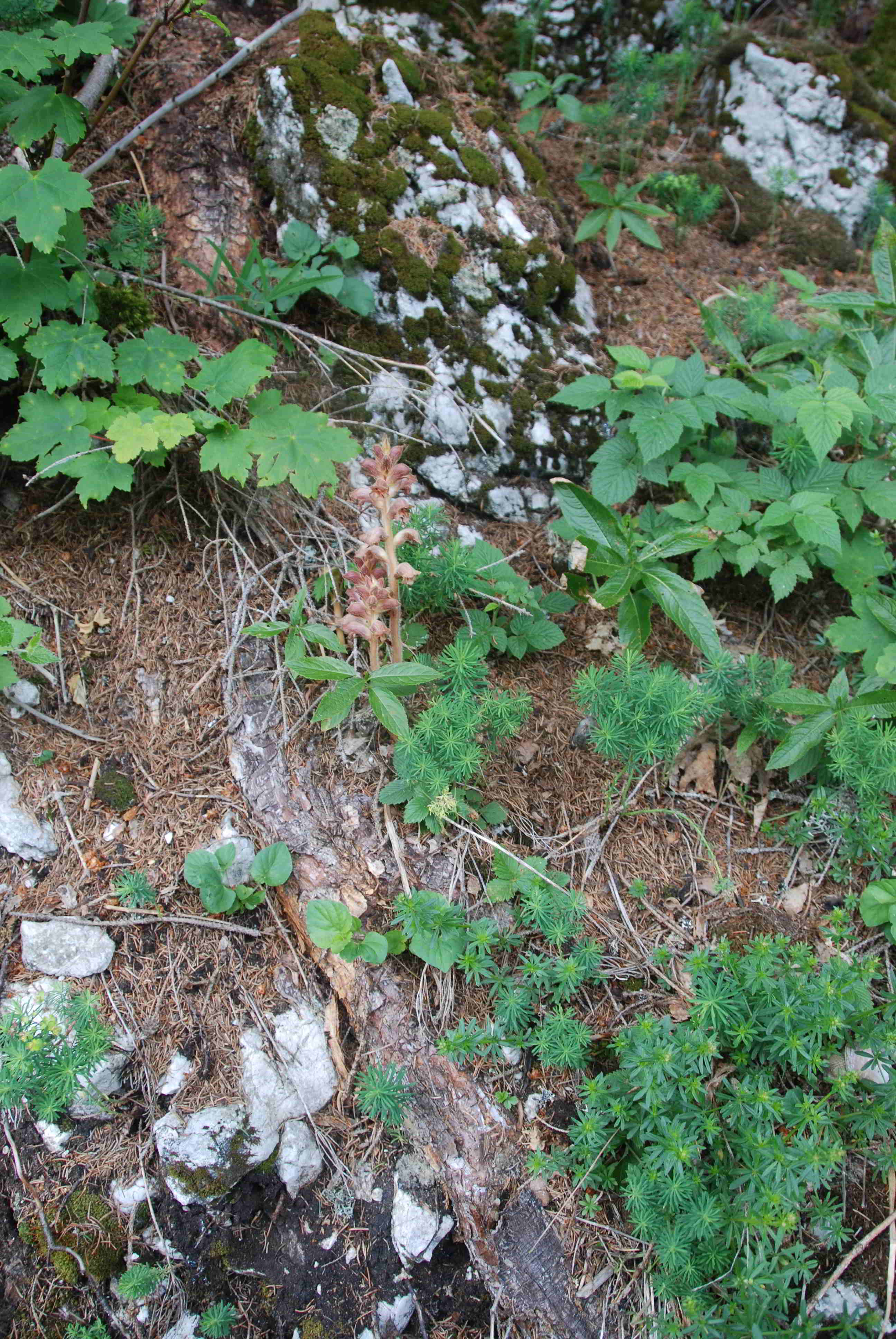 Orobanche-Zellerhut-(3).JPG