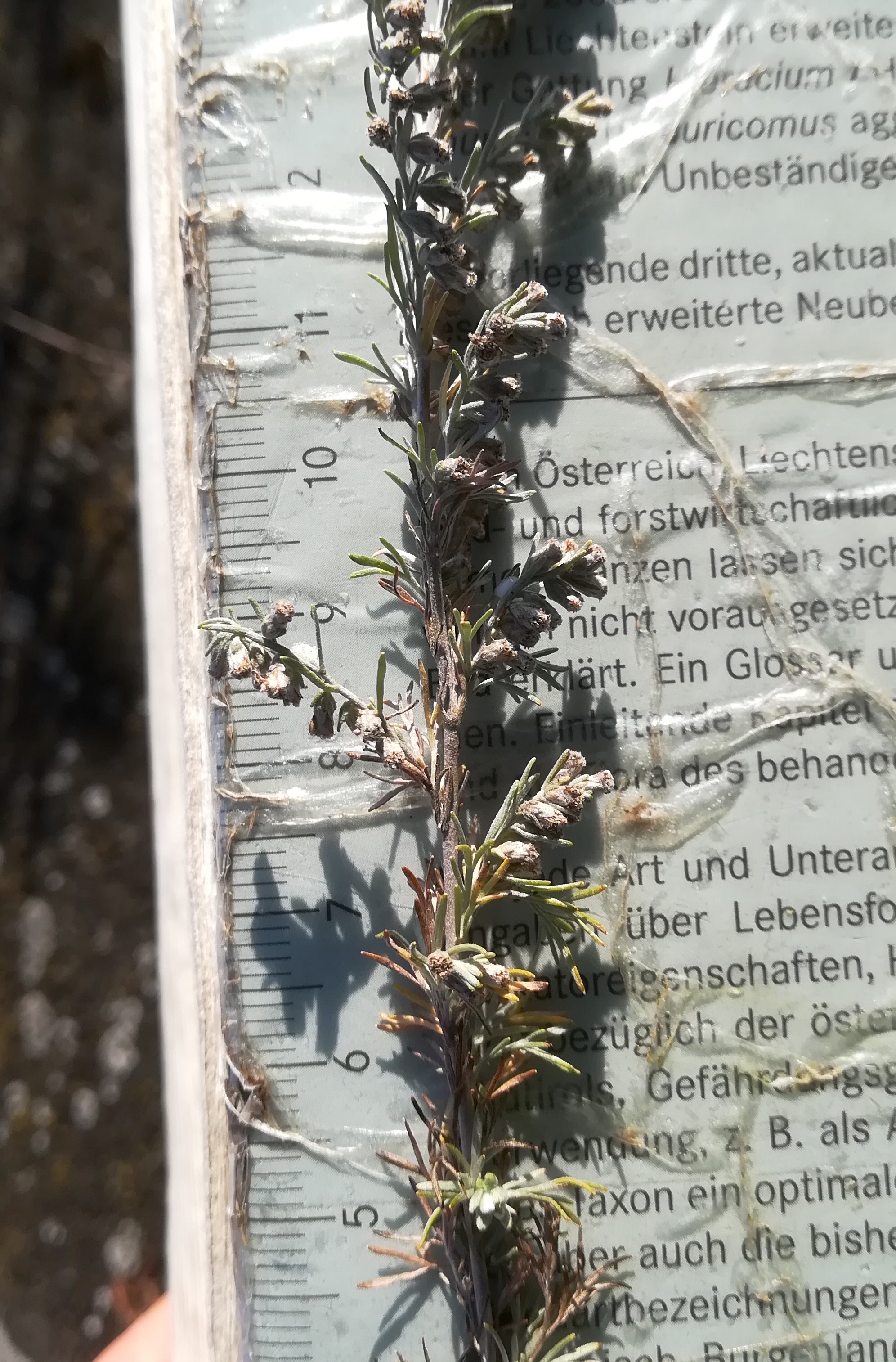 artemisia austriaca bhf gramatneusiedl_20191027_090802.jpg