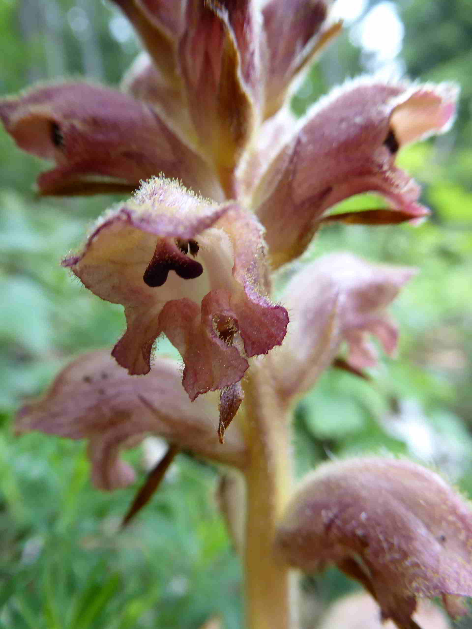 Orobanche-Zellerhut-(6).JPG