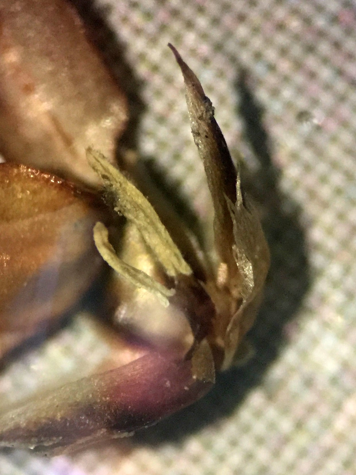 image1_Luzula_divulgata - Kopie.JPG