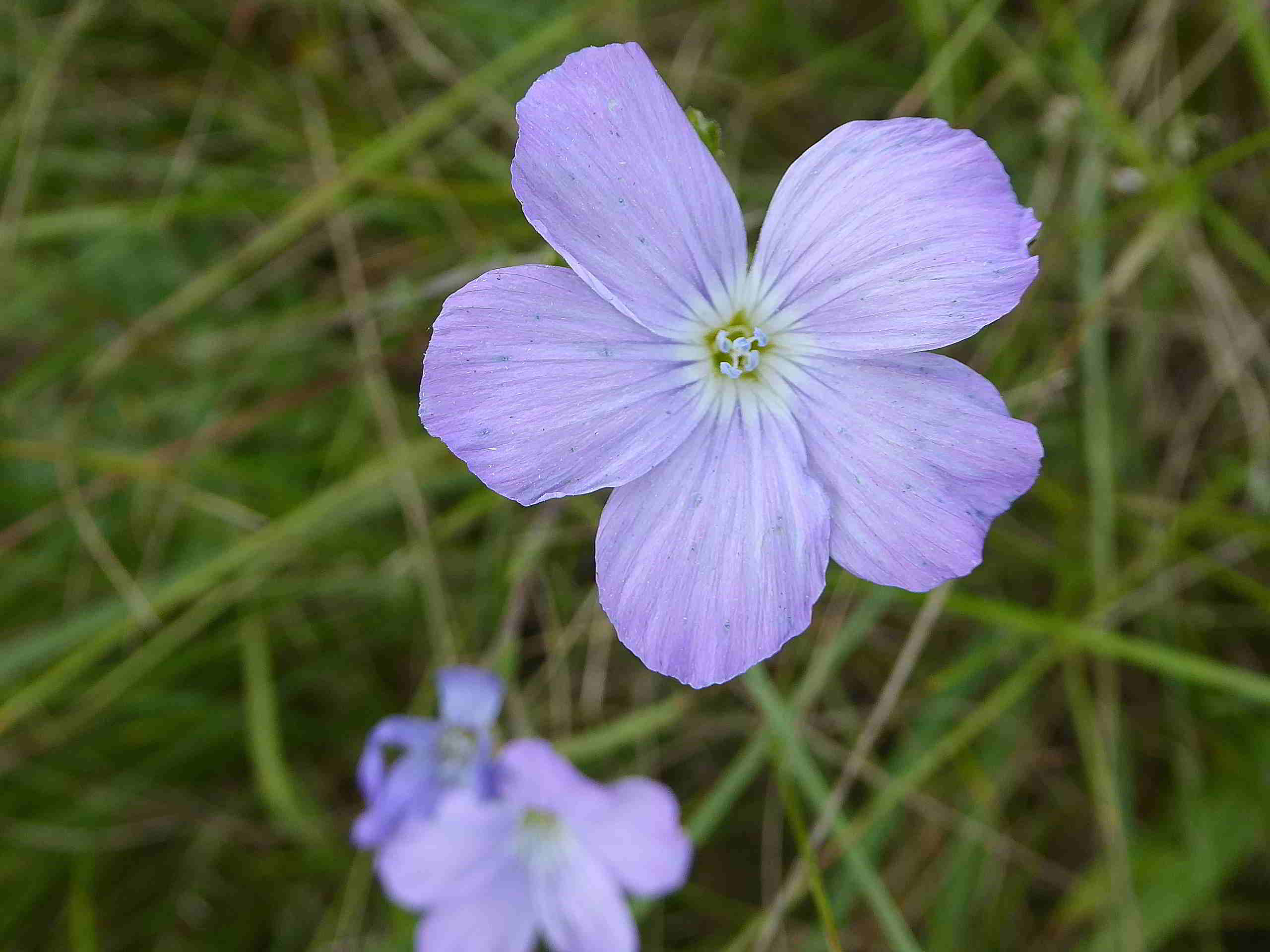 Pischelsdorfer Wiese-25062017-(49).JPG