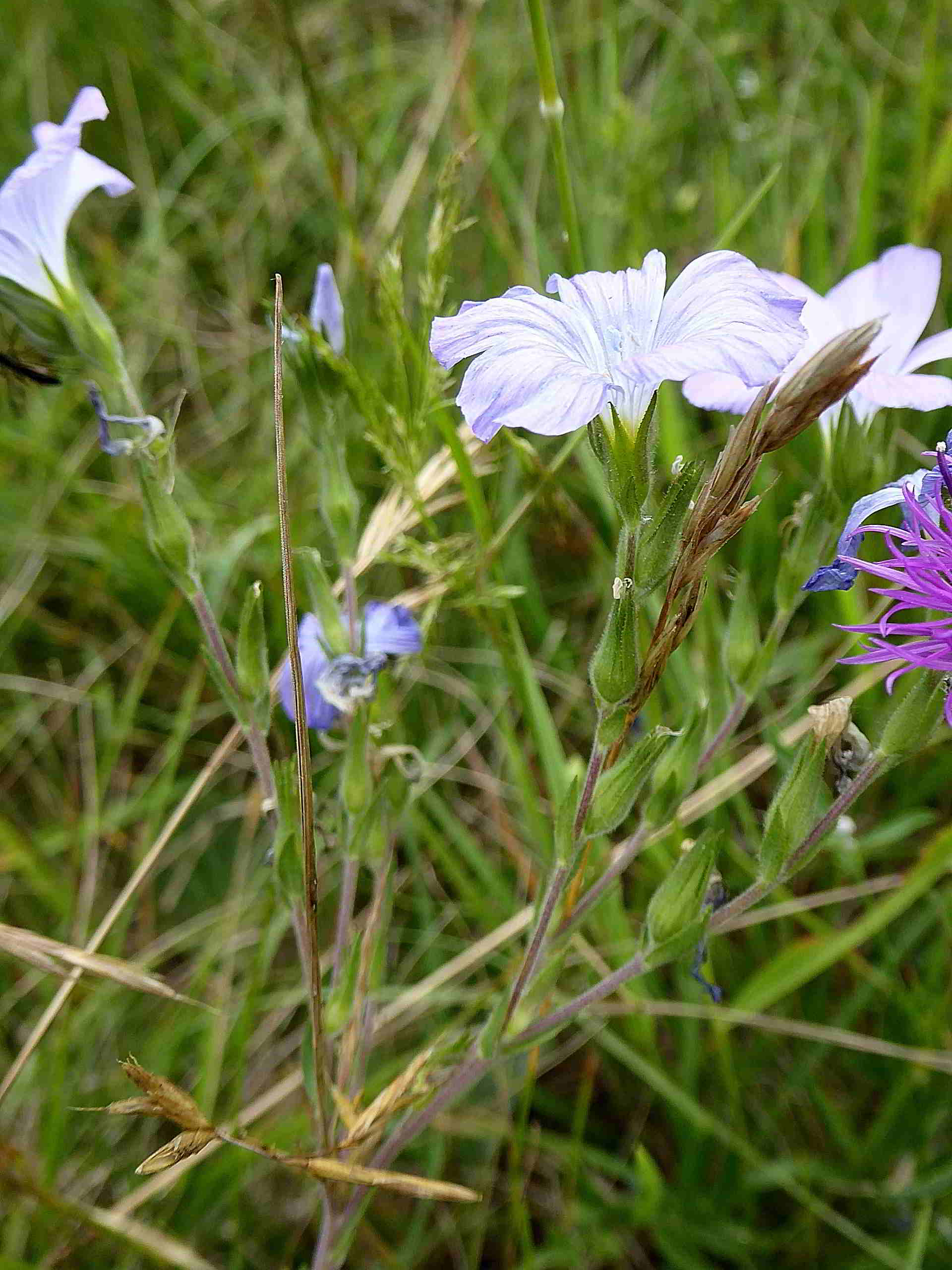 Pischelsdorfer Wiese-25062017-(50).JPG