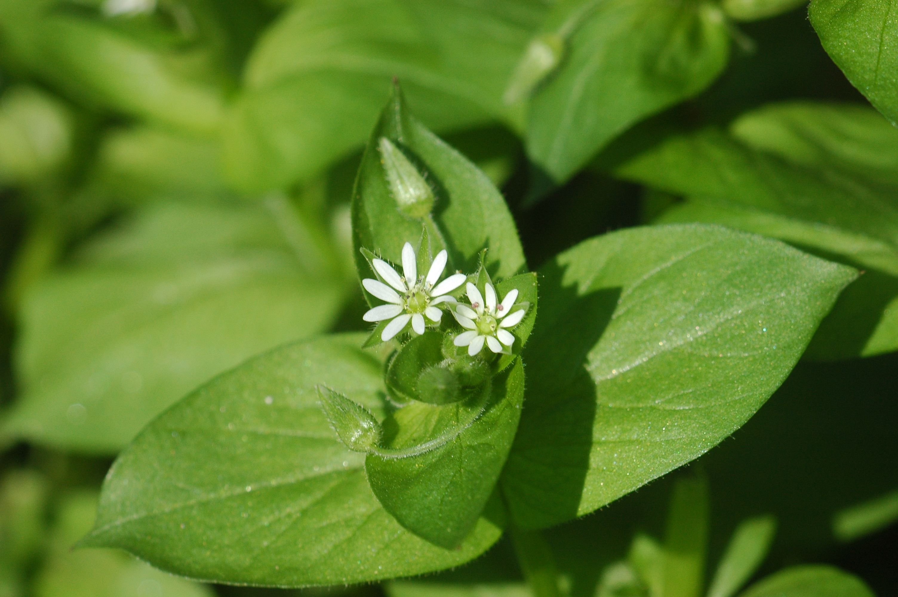 Stellaria neglecta_10_5_Staubfaeden_Obg.jpg