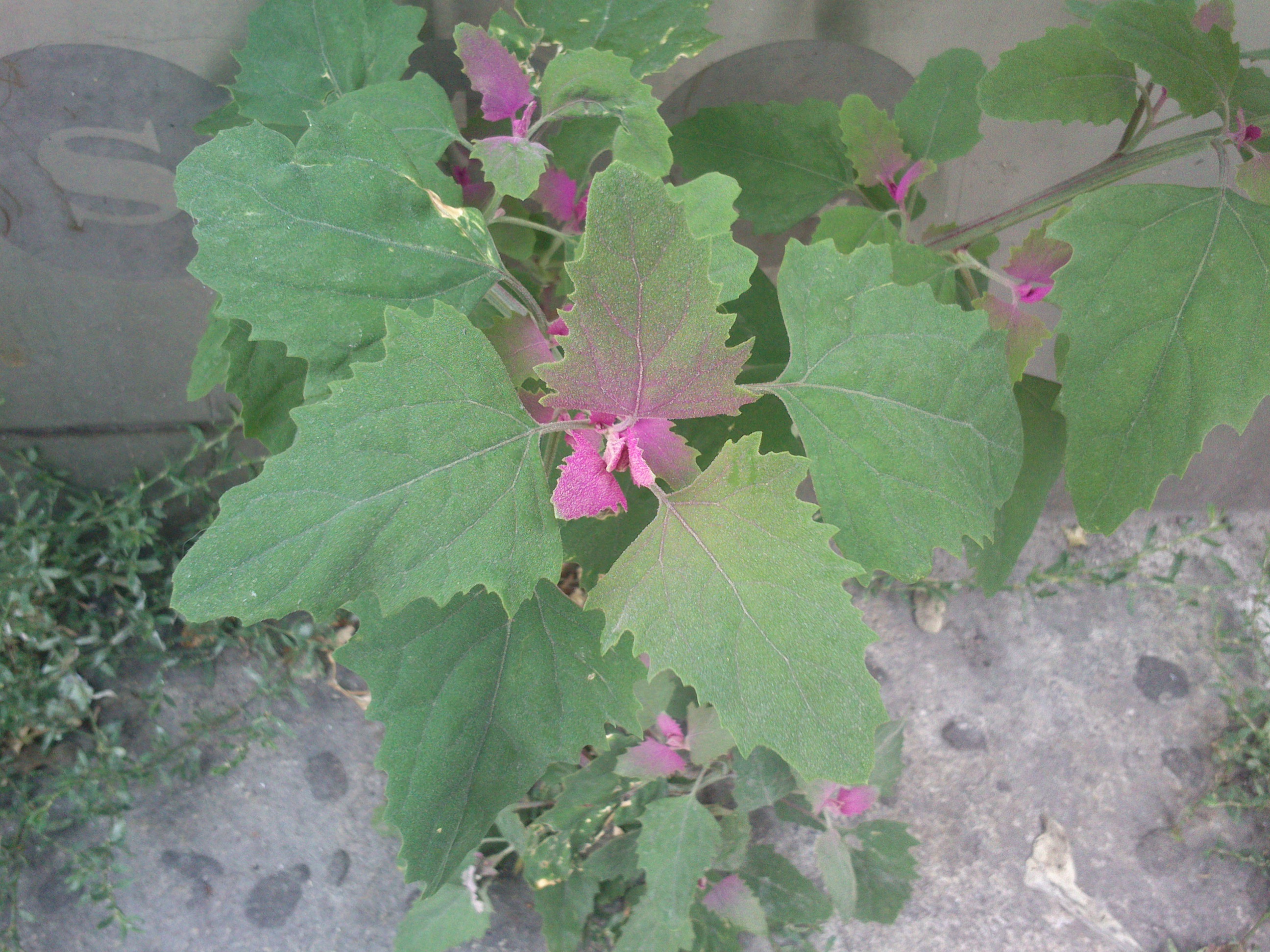 cf. atriplex hortensis_0002.jpg