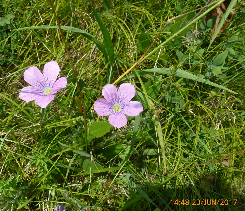 5P1800189 lein weinitzen.jpg