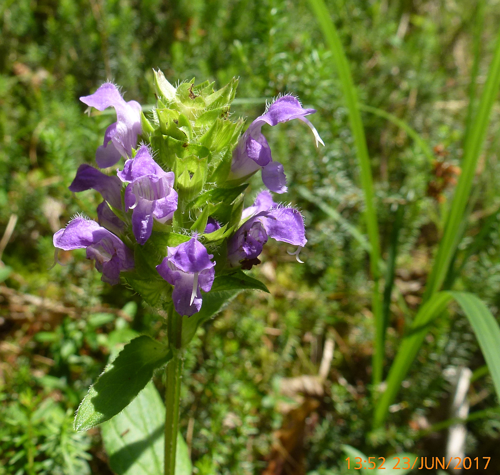 7P1800135  Prunella xx.JPG